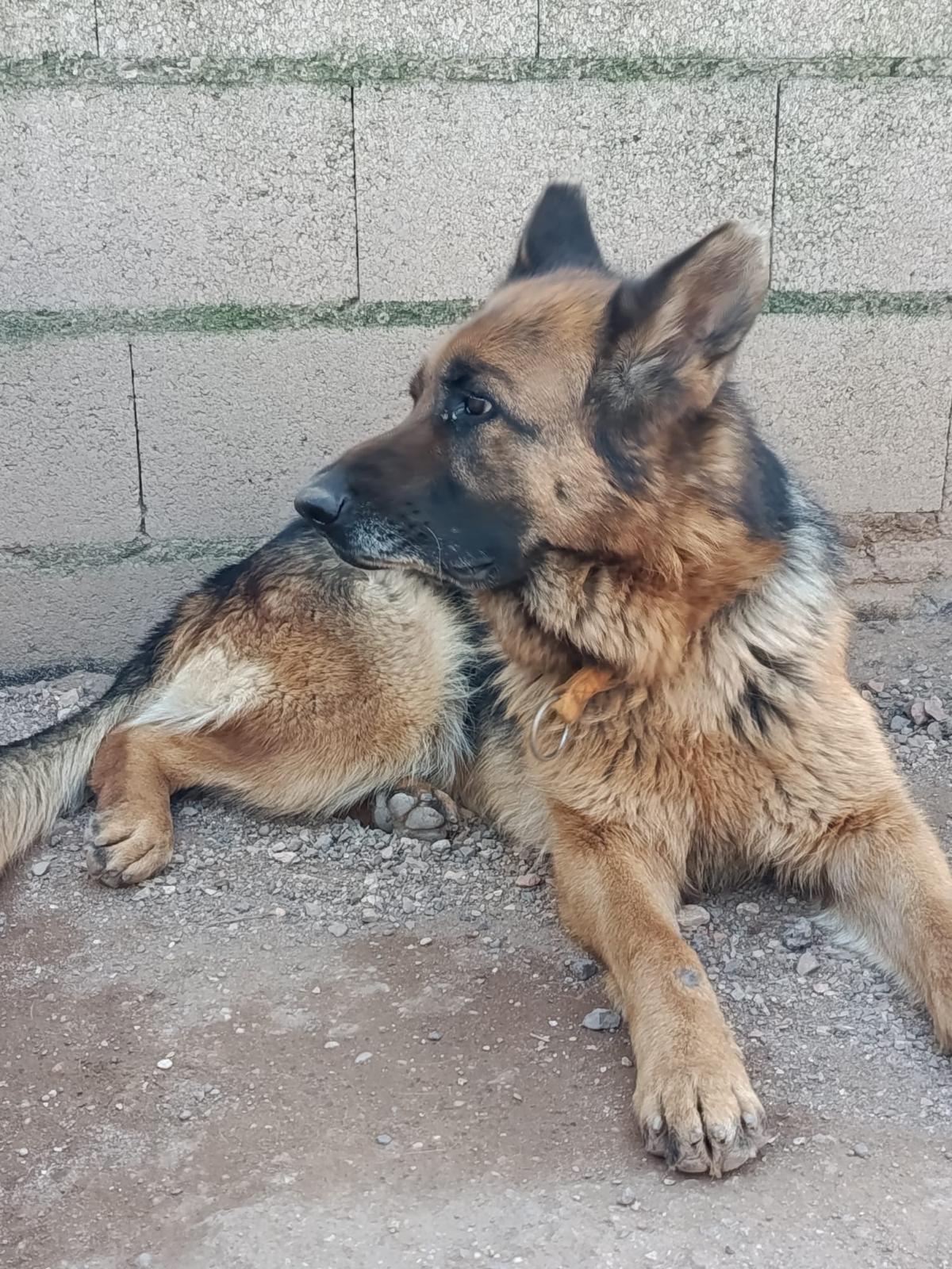 Adoption Chiruca