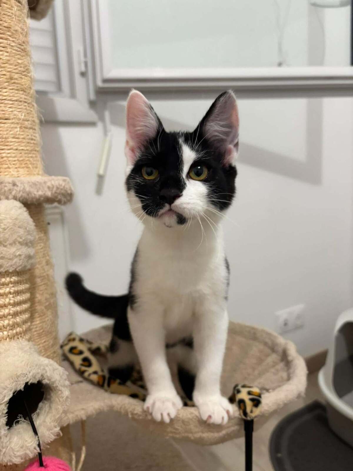 Adoption Bibou