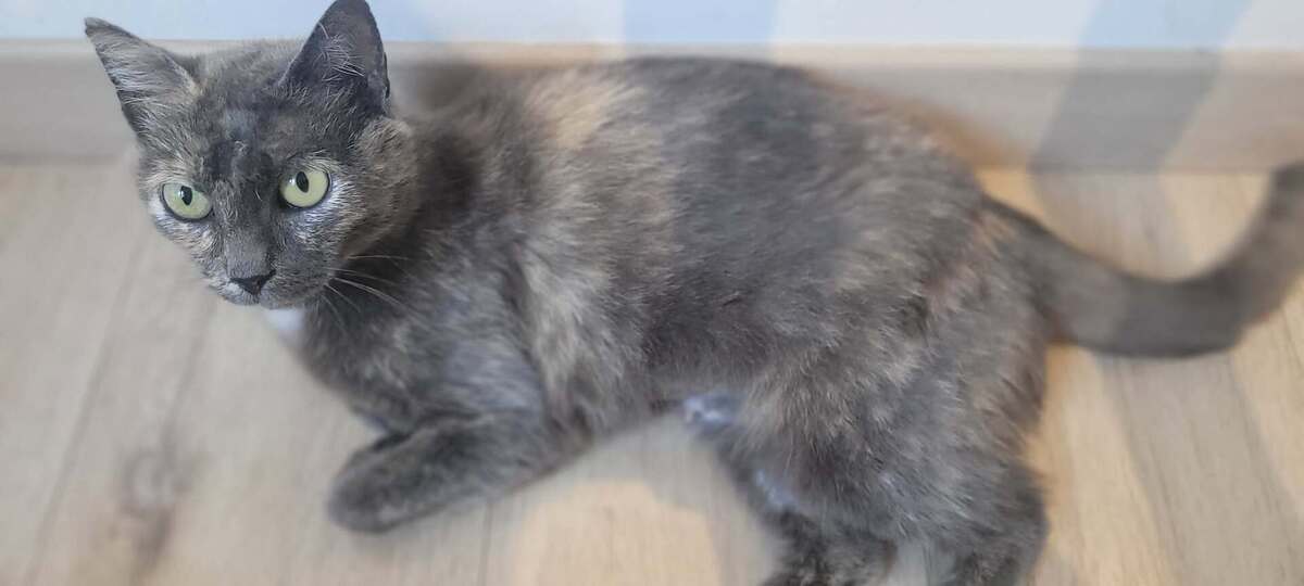 Adoption Satie
