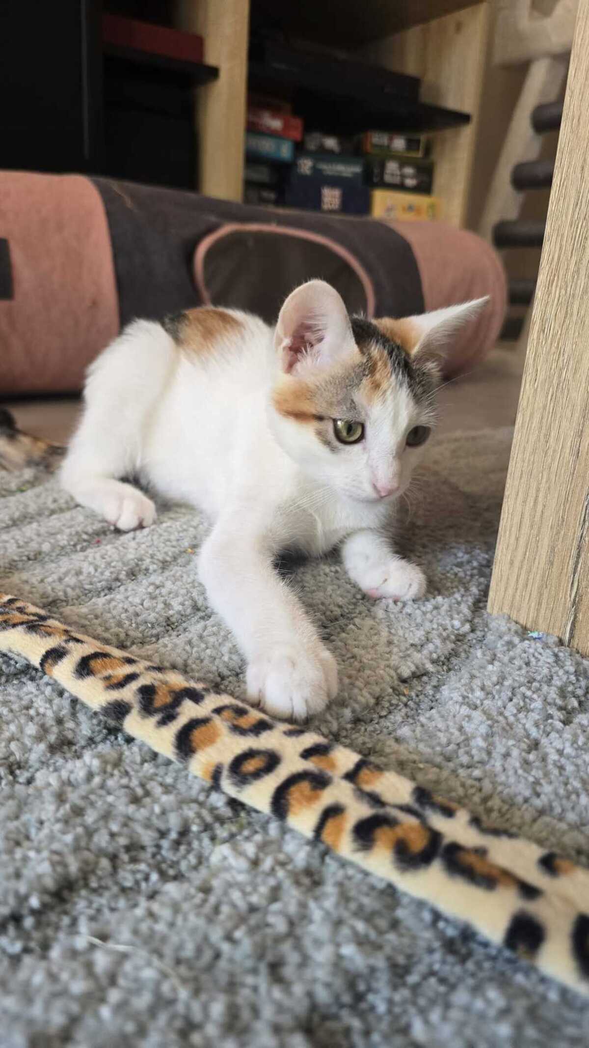 Adoption Bernard