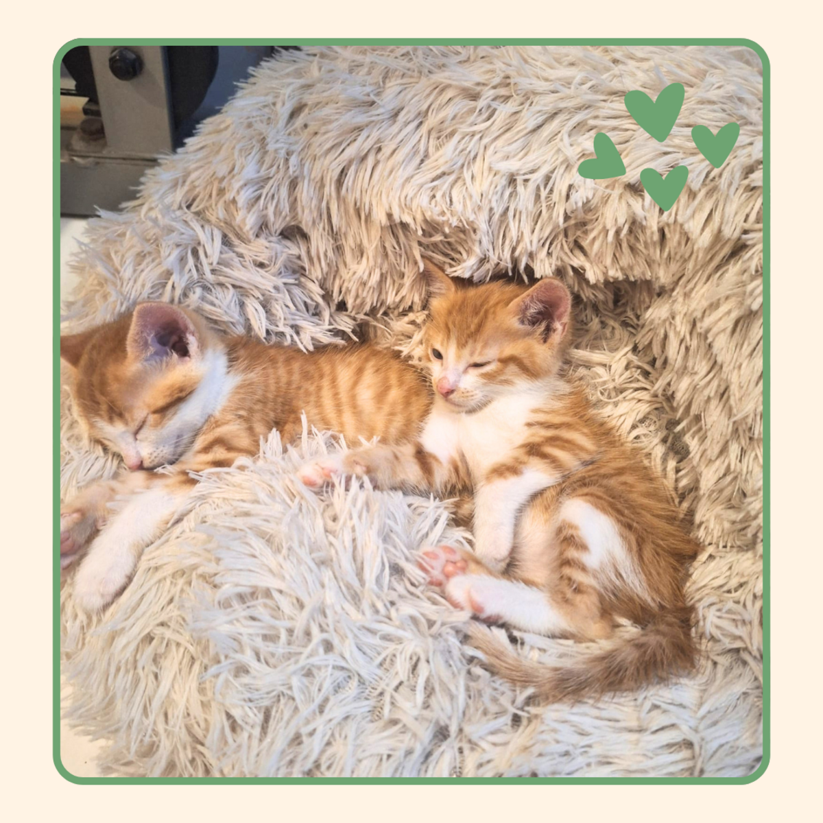 Adoption Björn