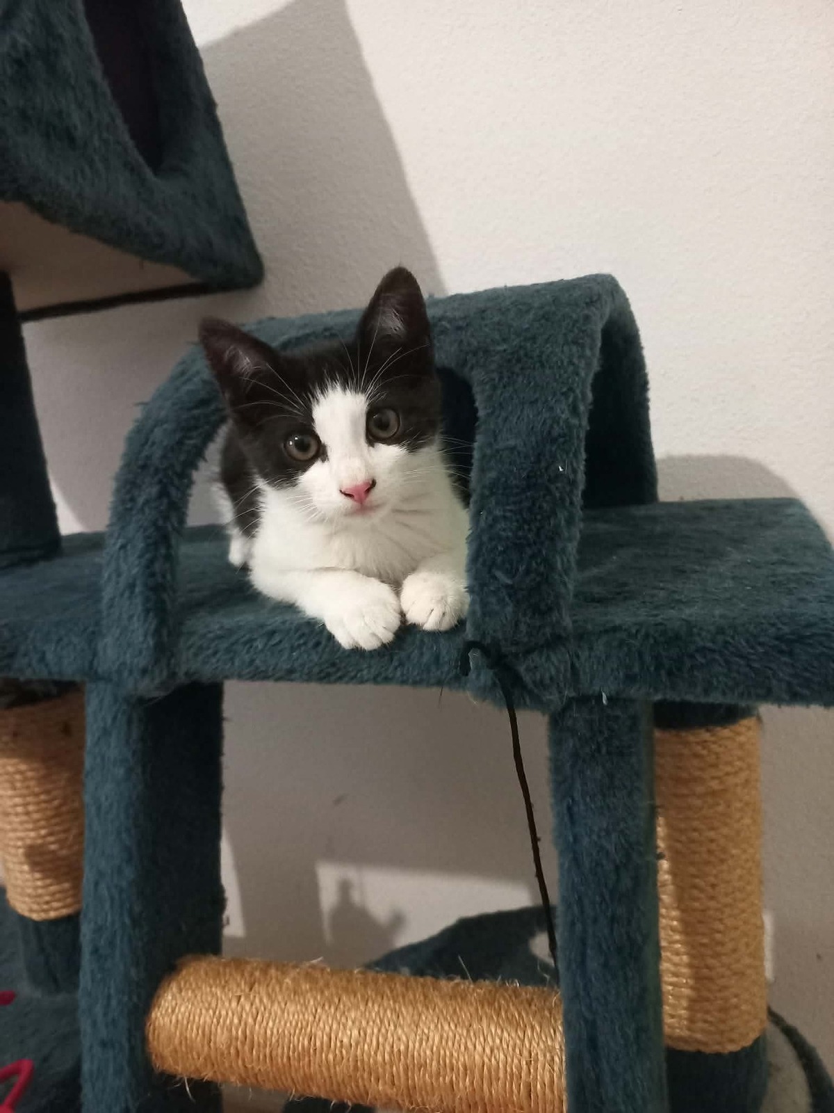Adoption Bibop