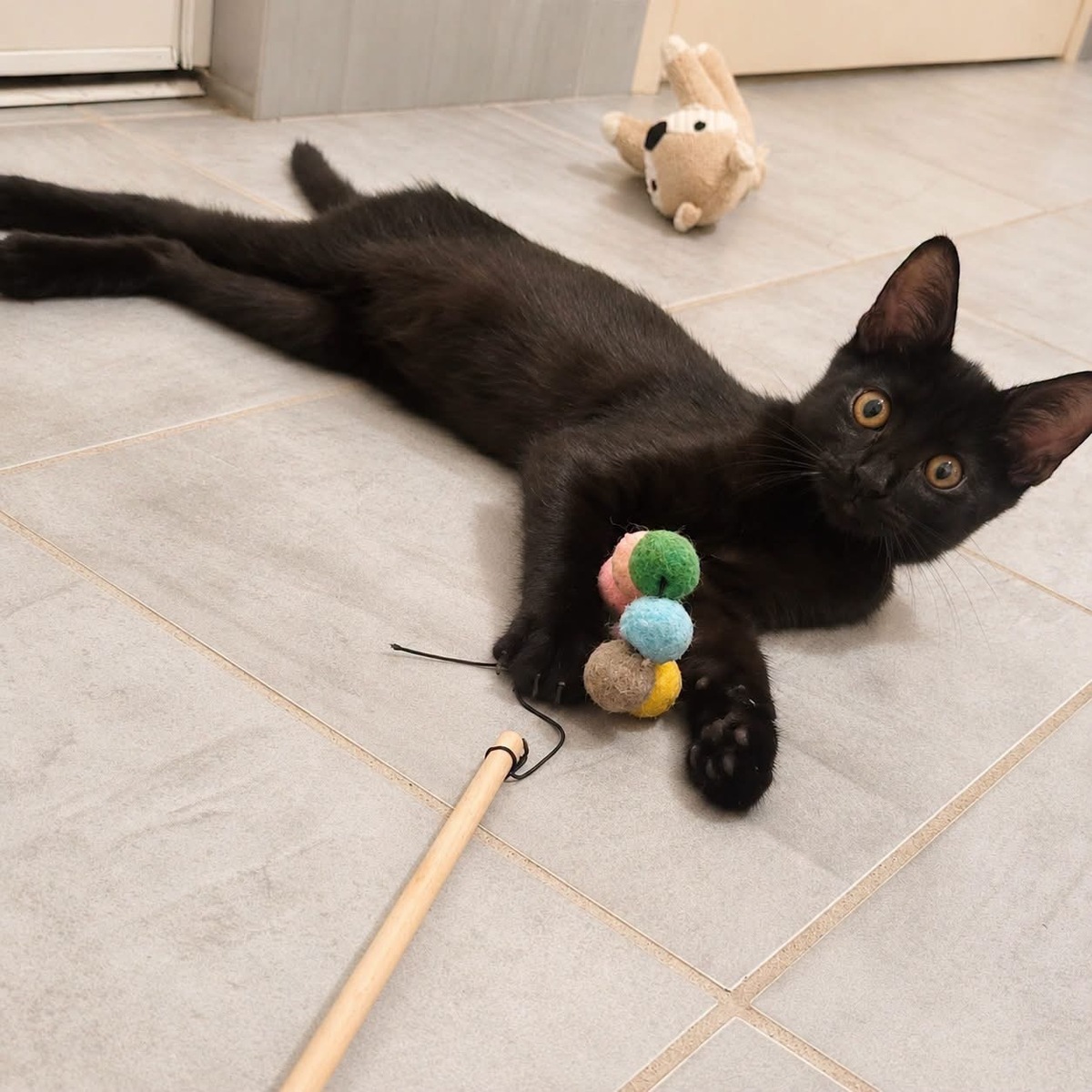 Adoption Orion