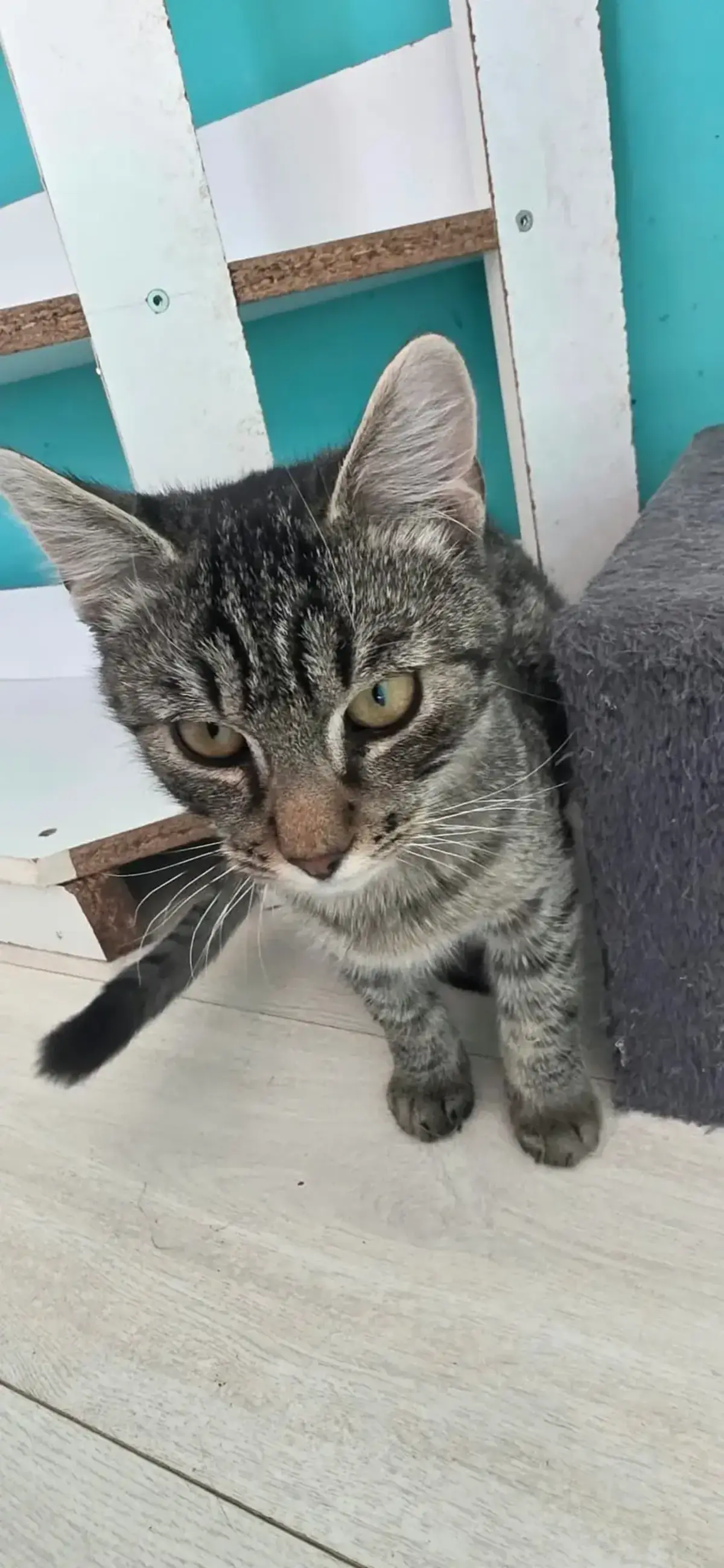 Adoption Grey