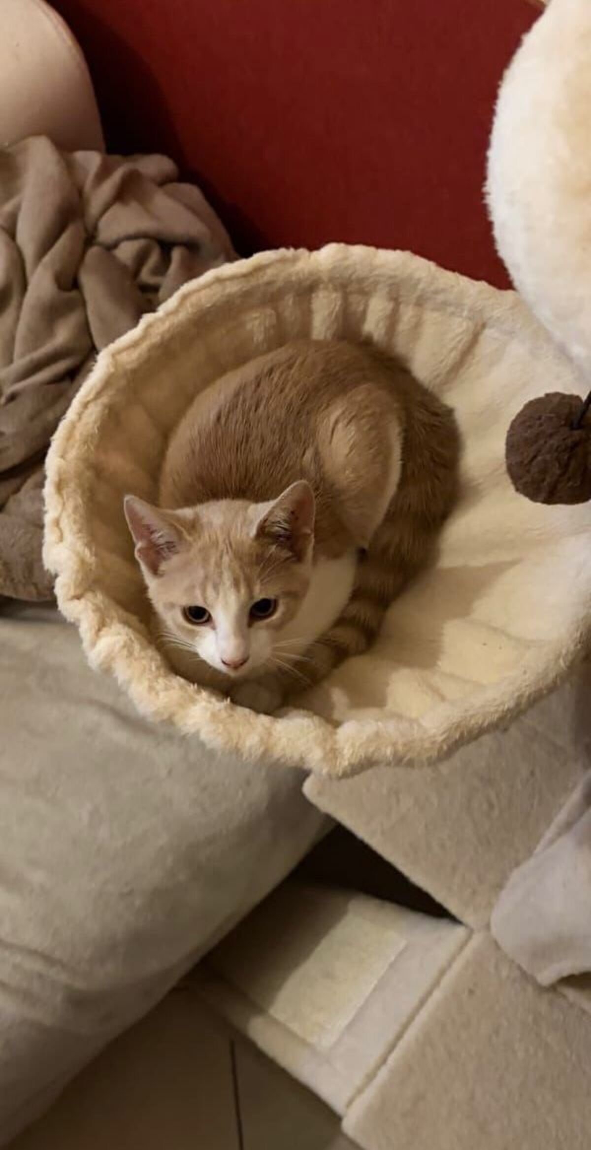 Adoption Nuggets