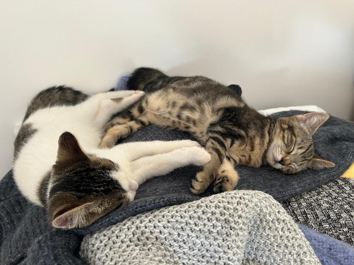 Adoption TIGRESSE