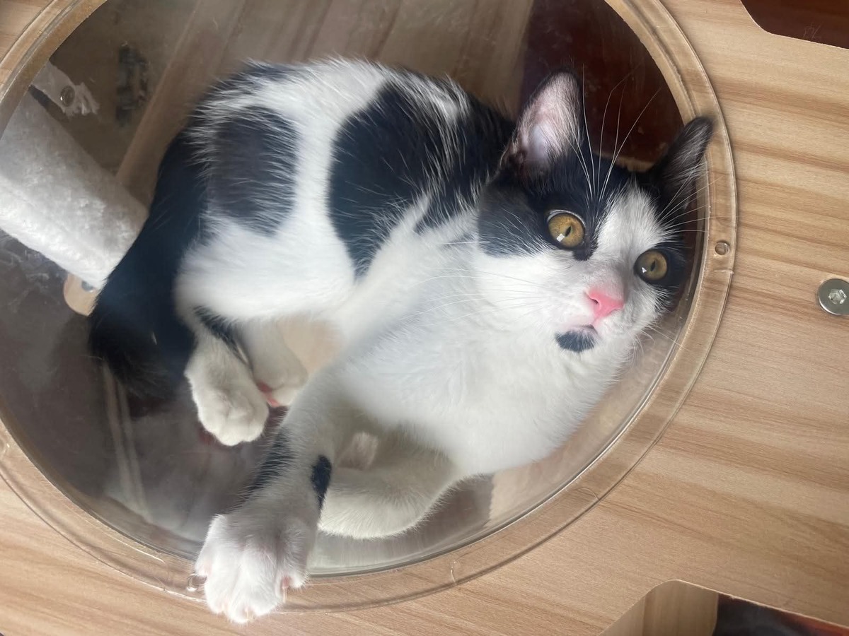 Adoption Arthur