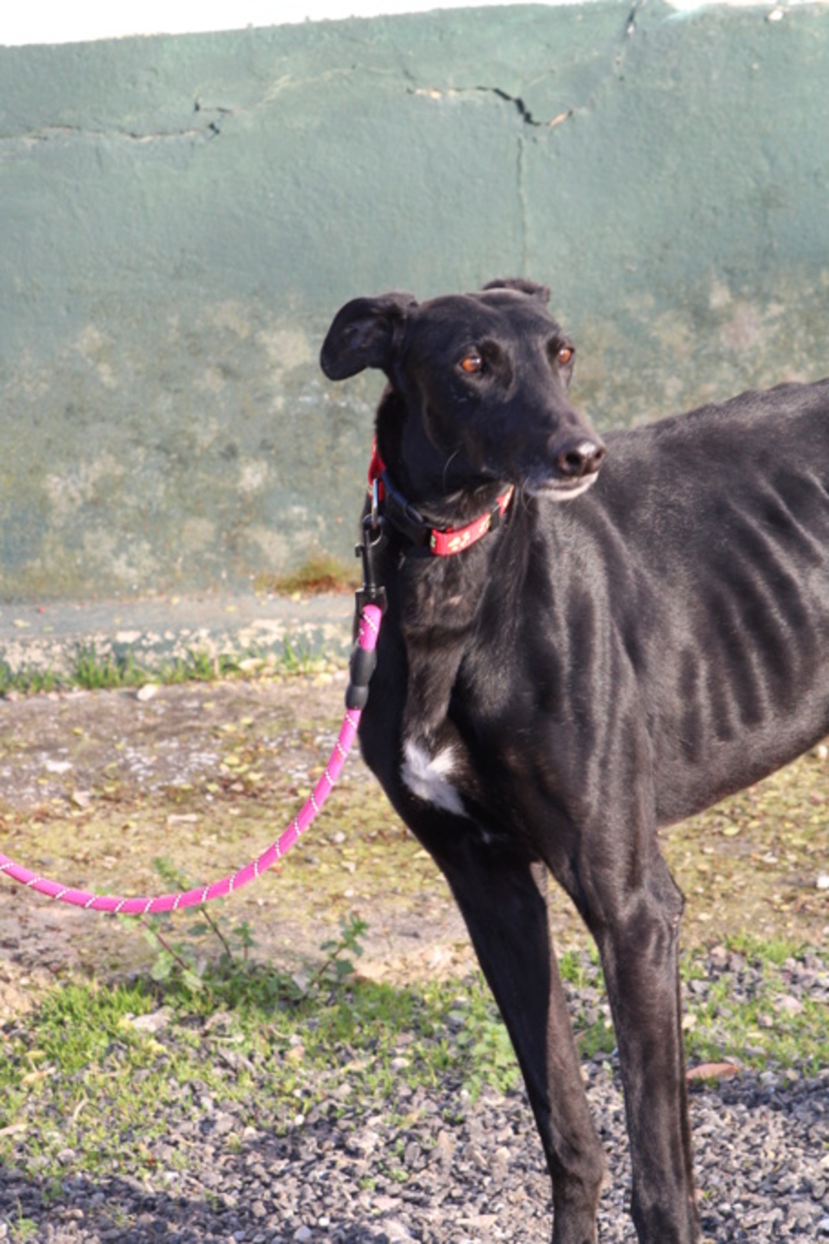Adoption BOMBON