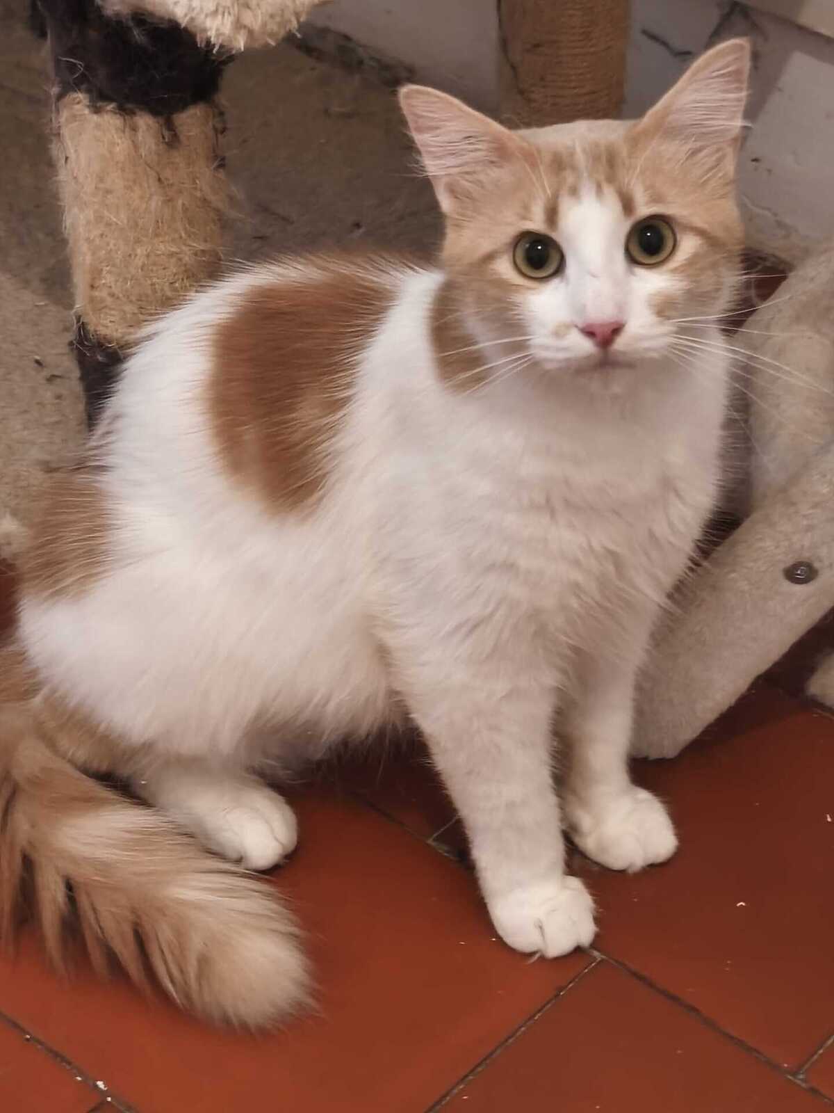Adoption Pepito
