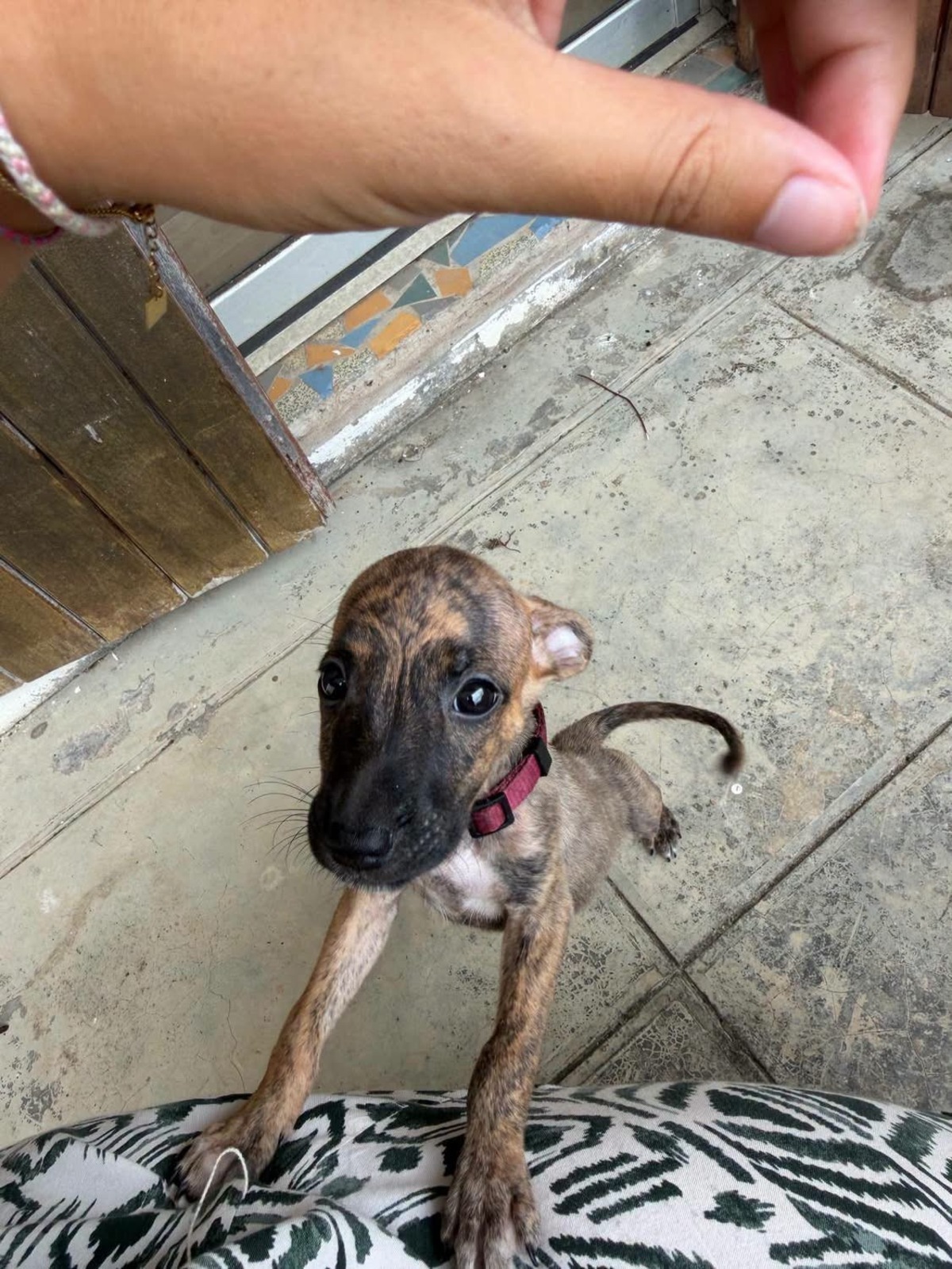 Adoption Kara