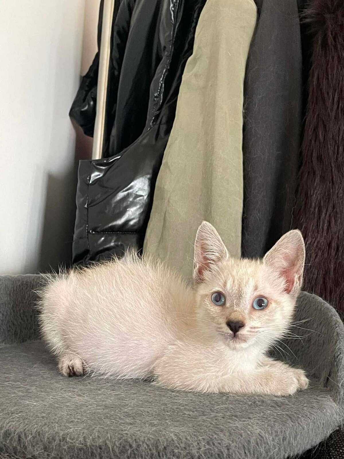 Adoption CIRILLA