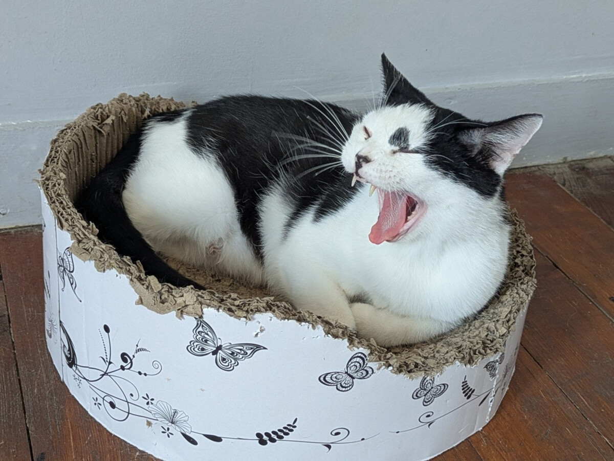 Adoption Aryna