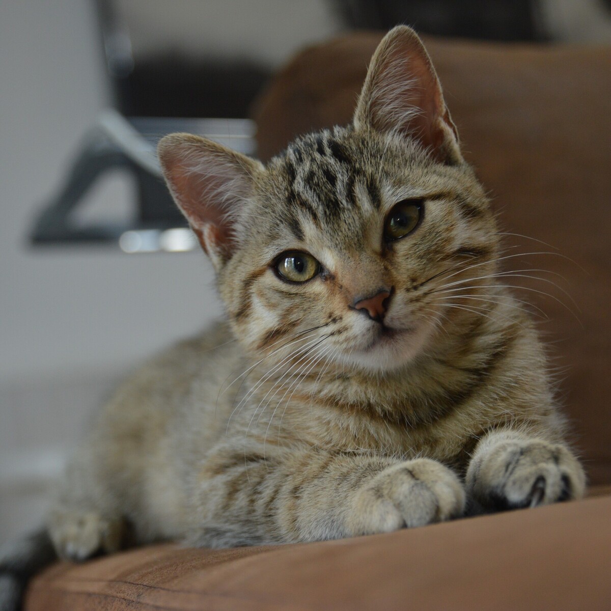 Adoption Nami