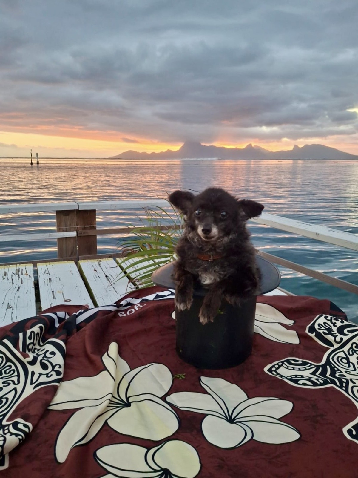 Adoption PONIOU