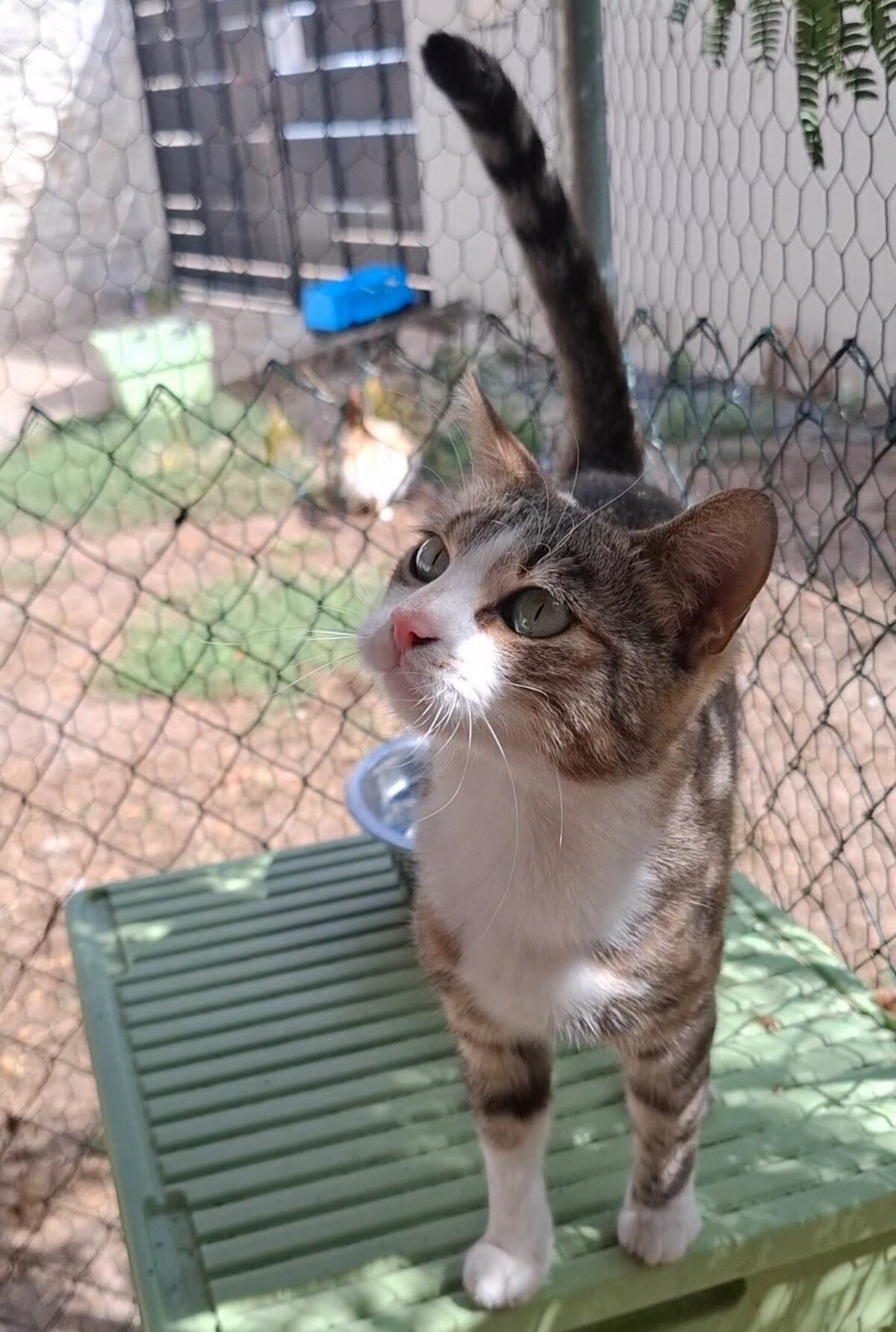 Adoption Borgia