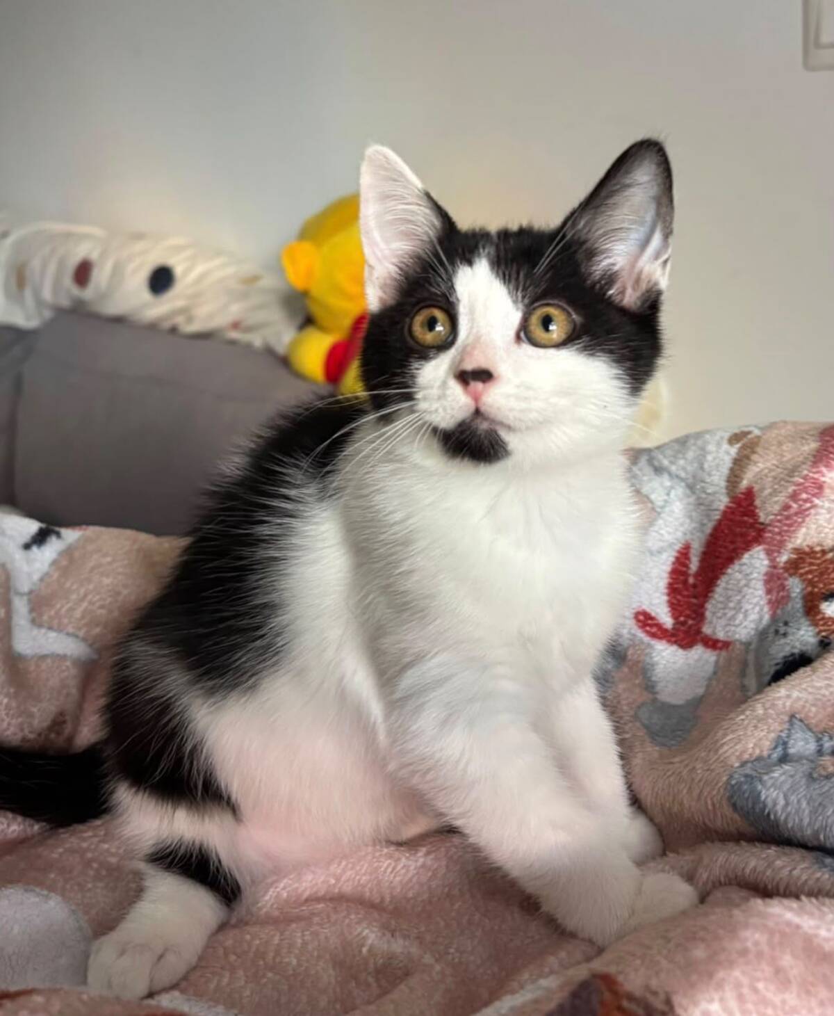 Adoption Mérida