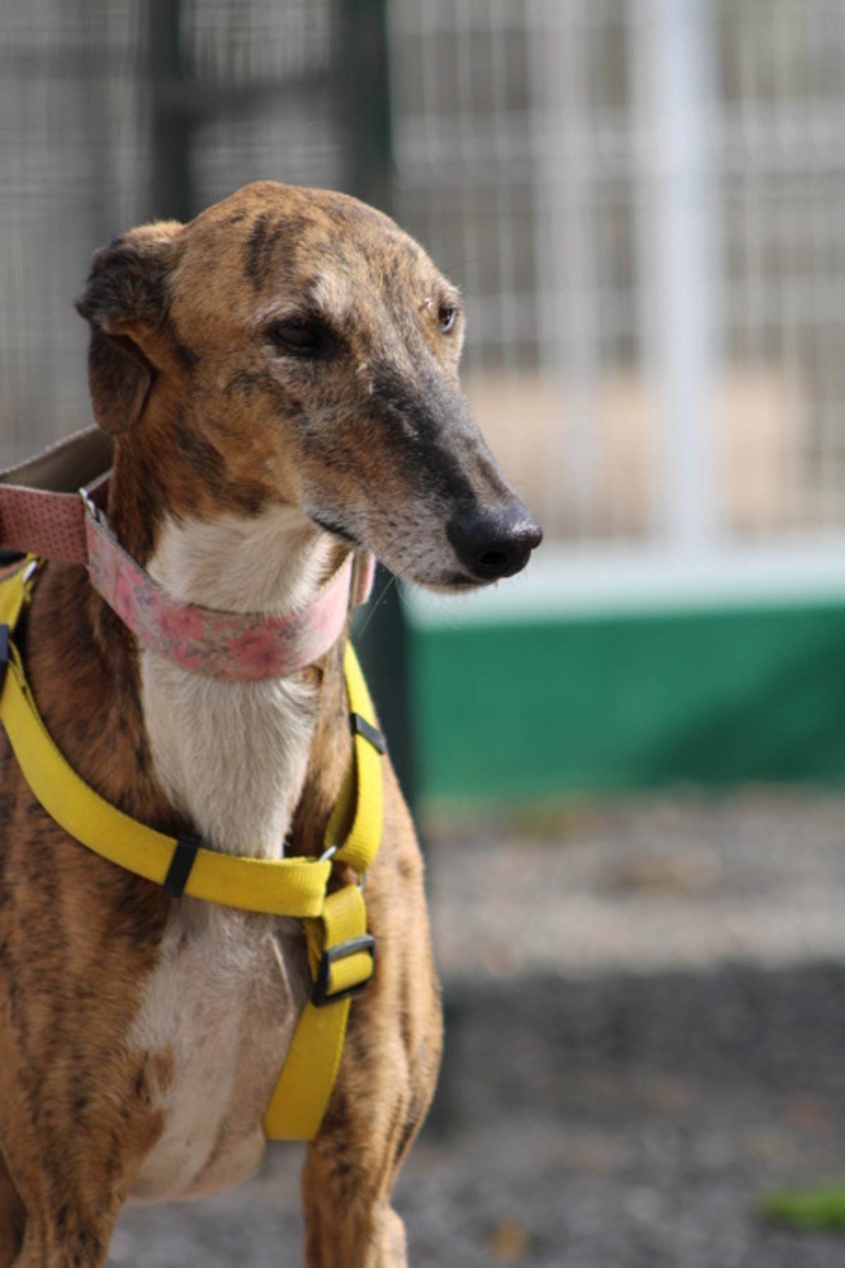 Adoption Romeo