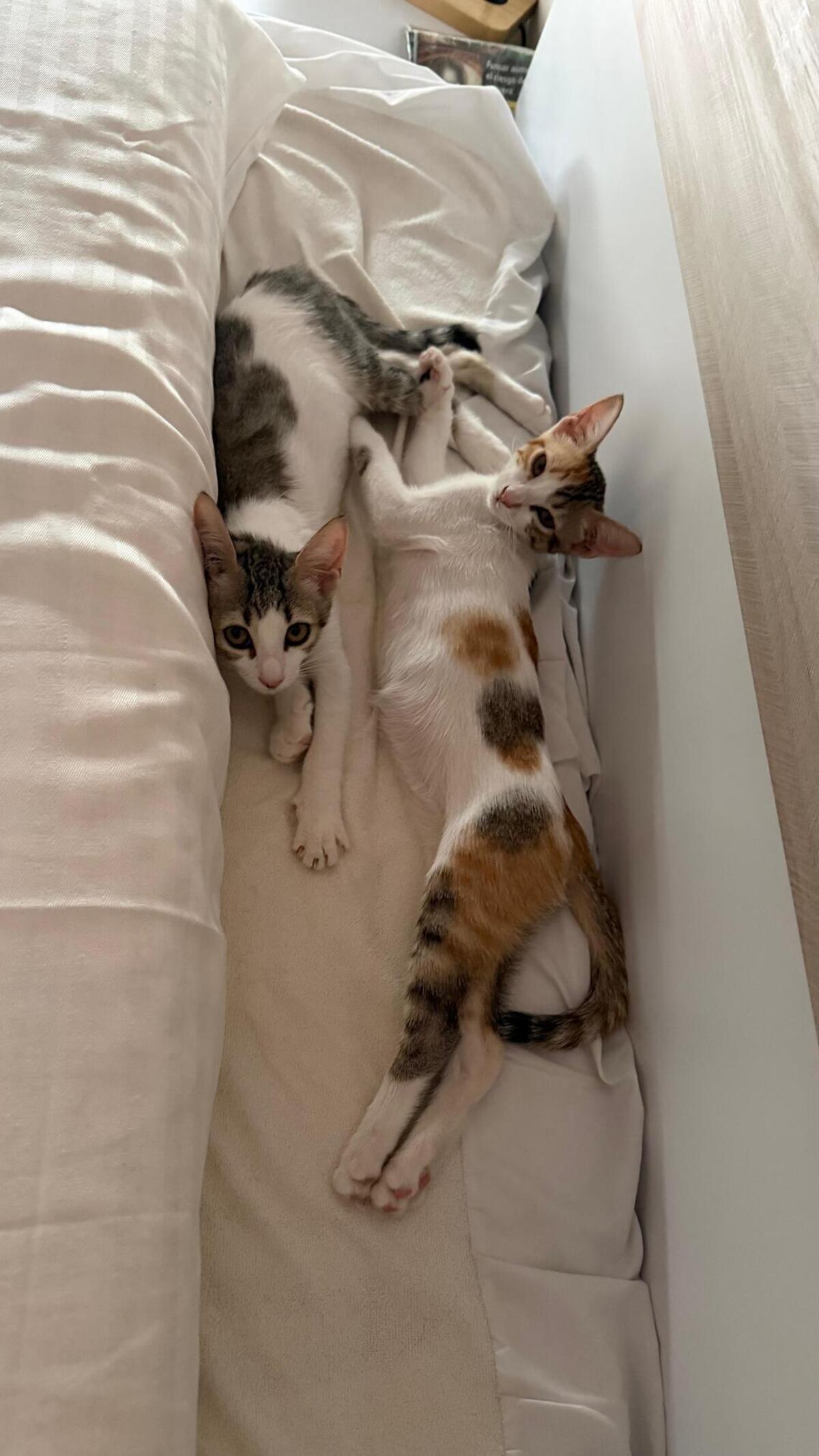 Adoption Rosa