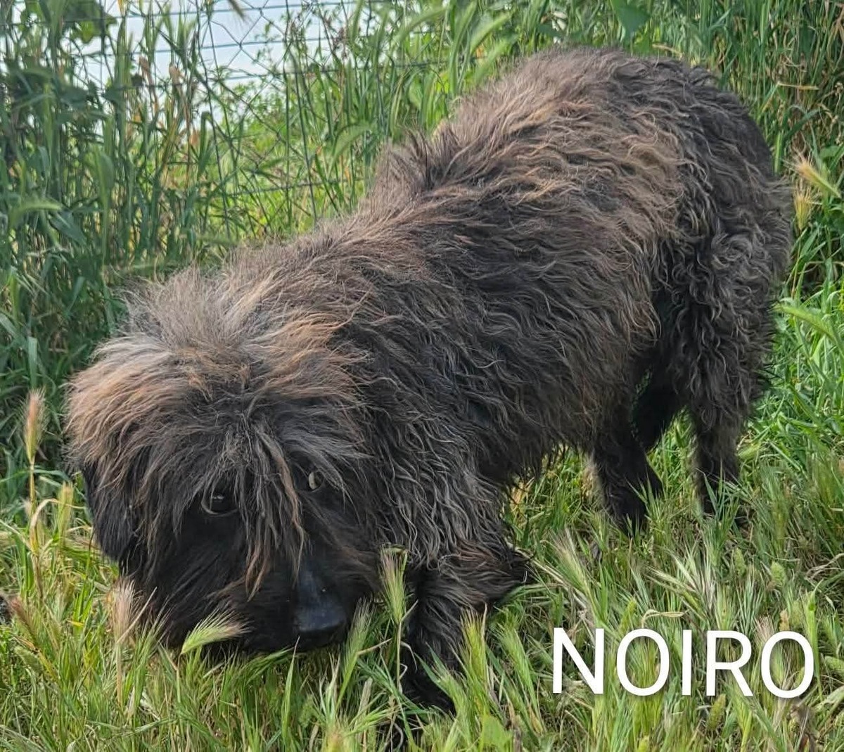 Adoption Noiro