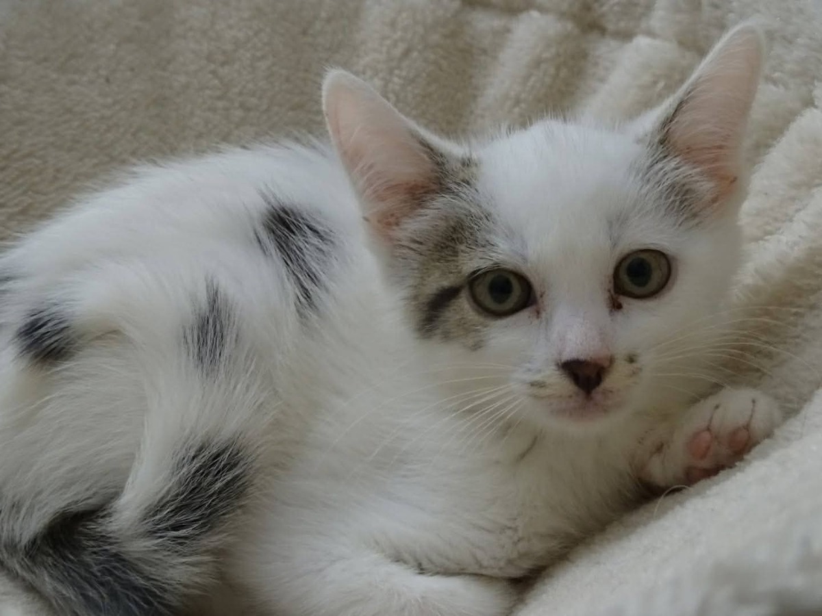 Adoption Nuage