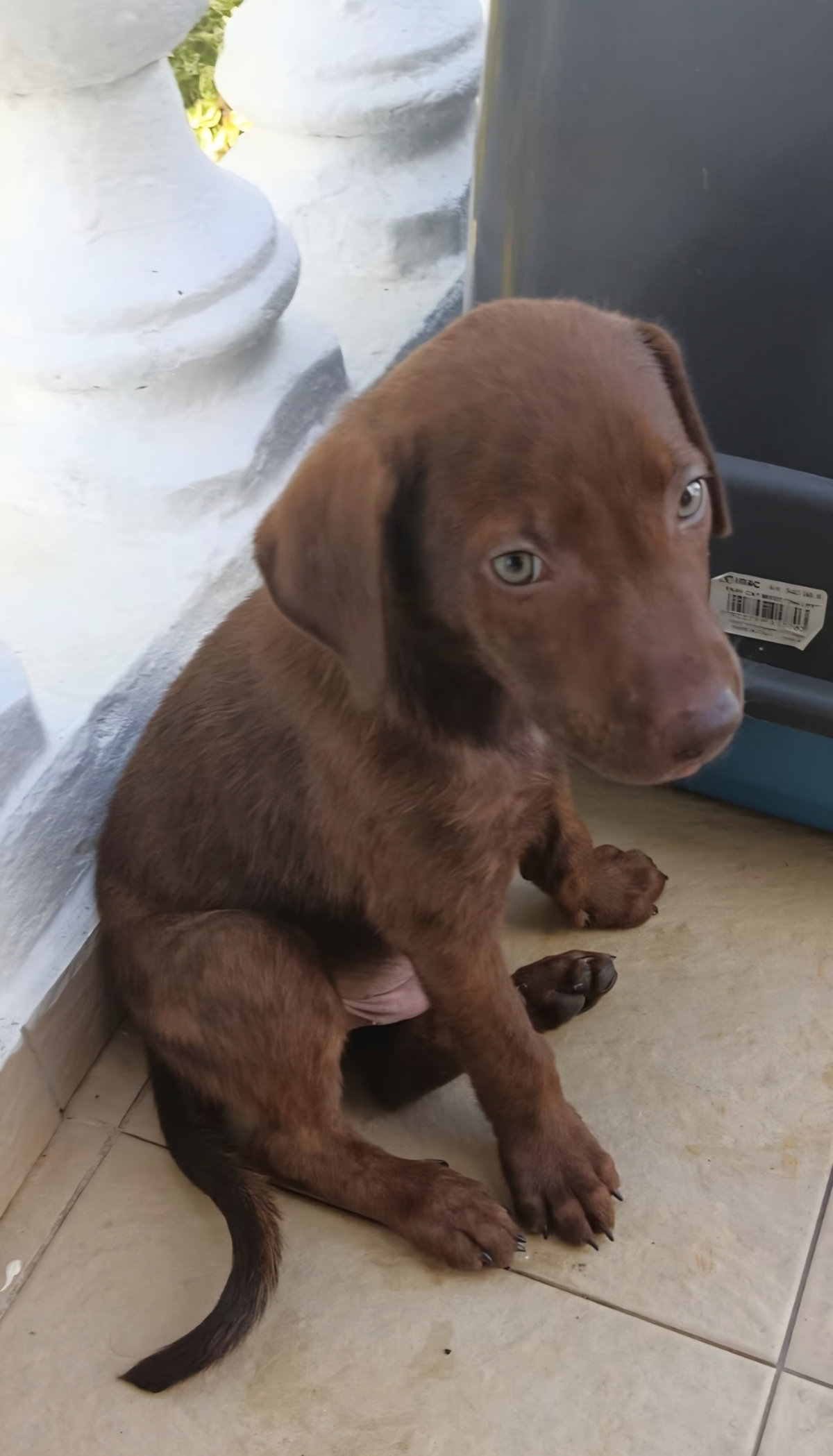 Adoption Rusty