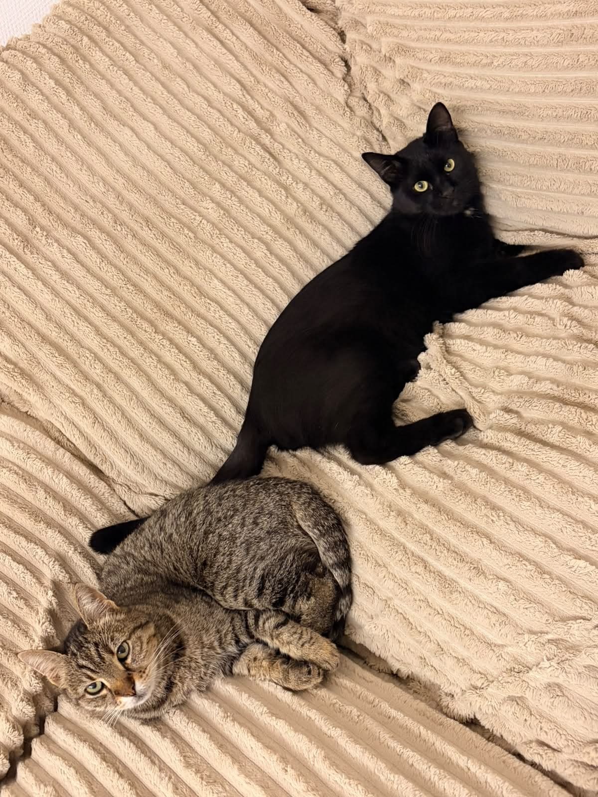 Adoption Moka