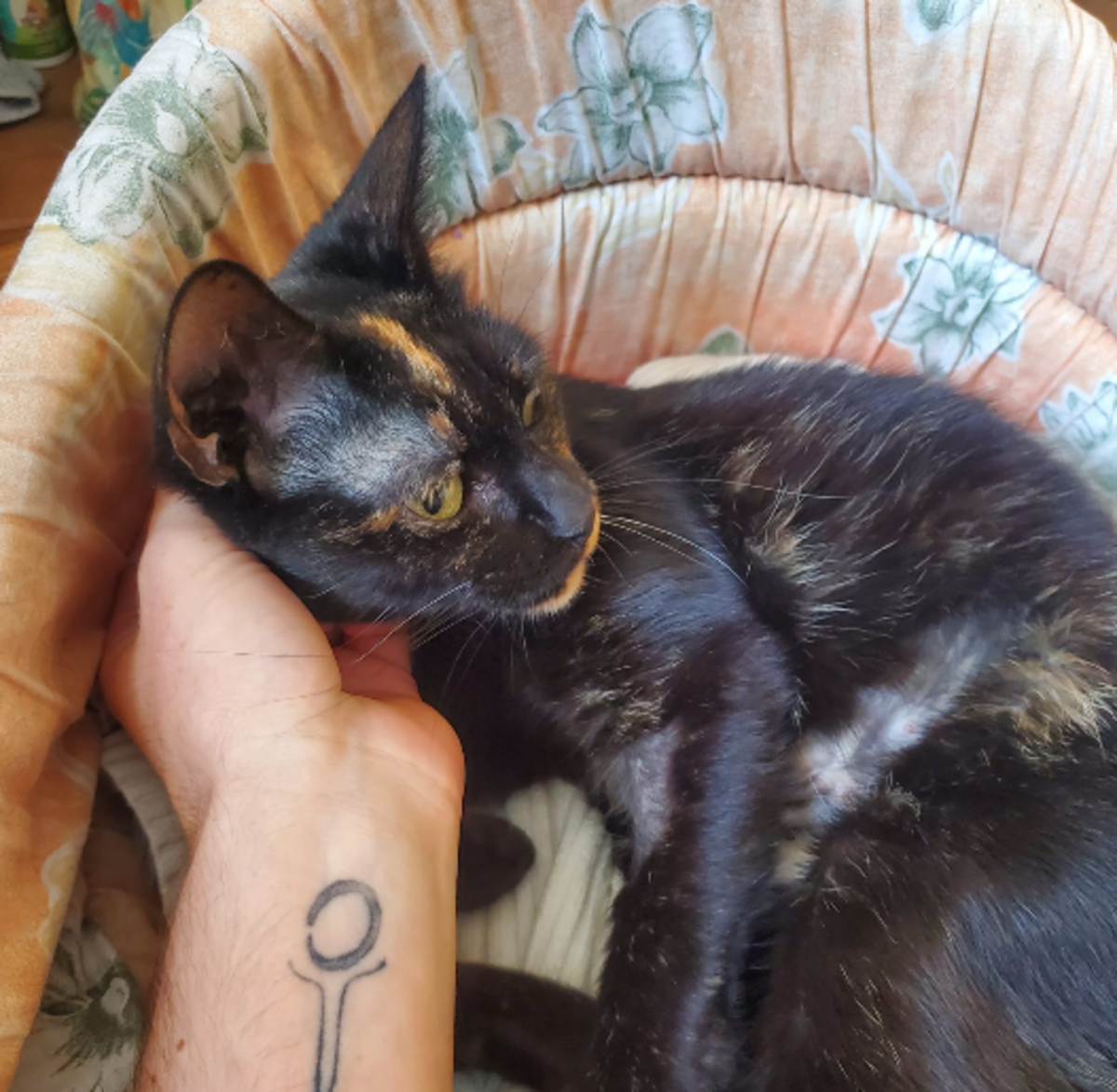 Adoption Sacha