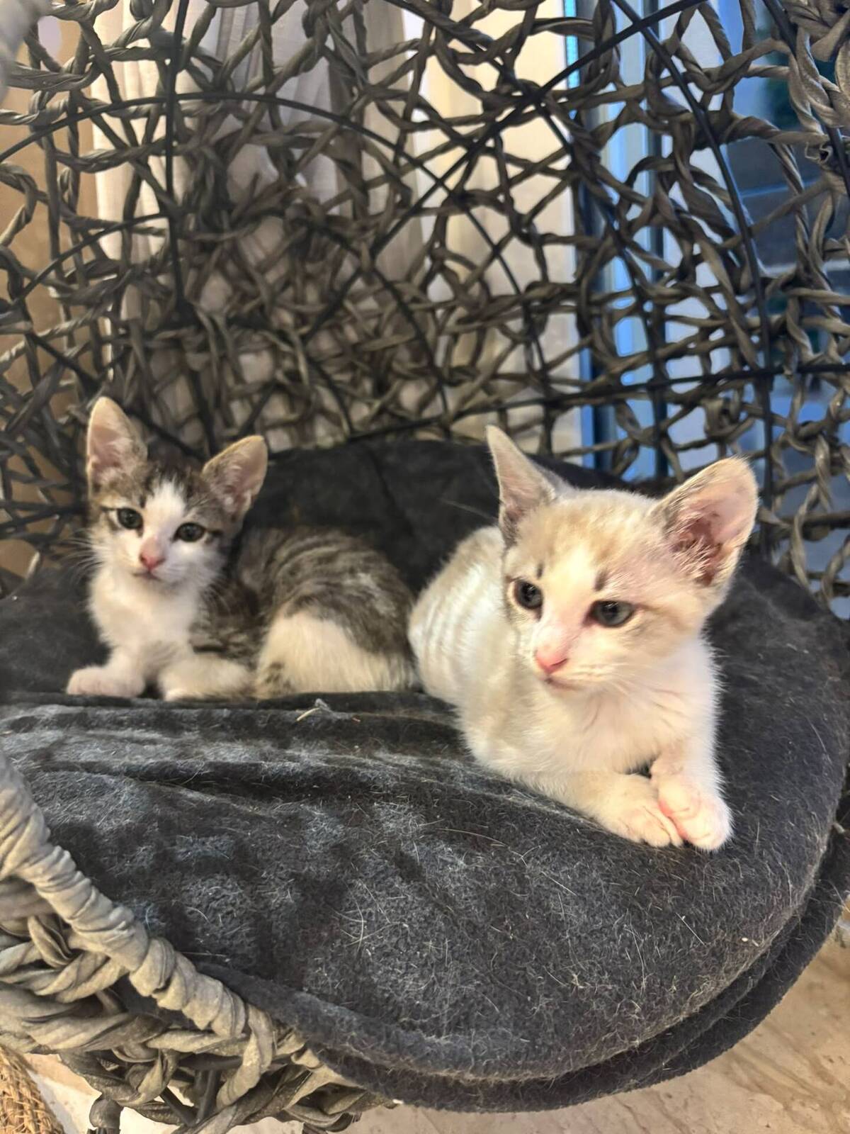 Adoption OSLO et BALI