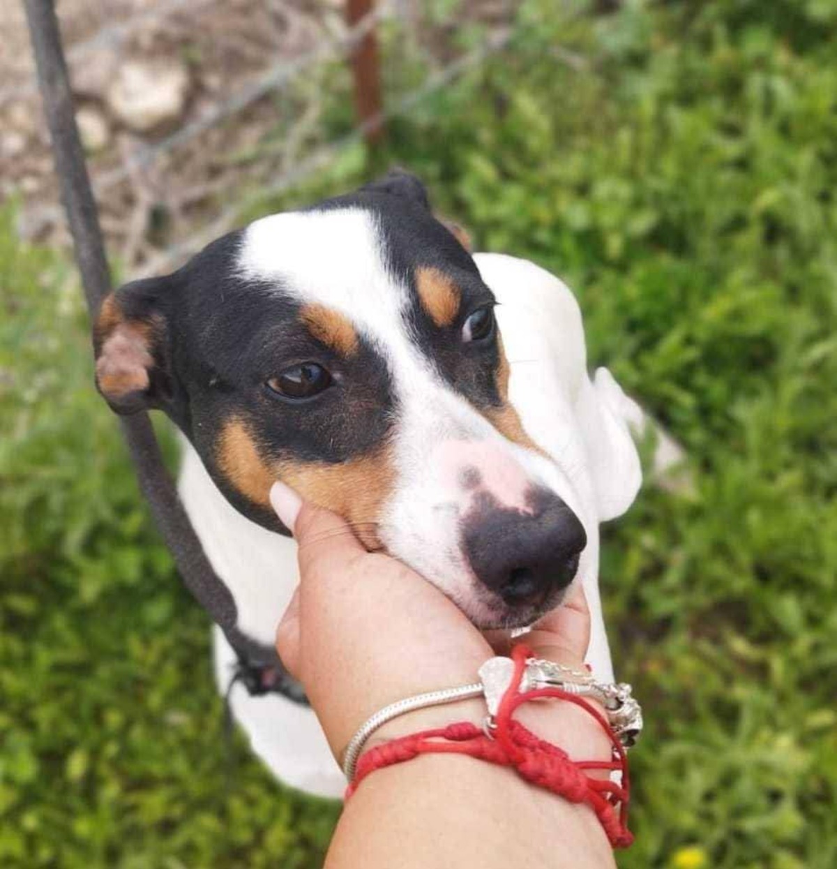 Adoption Fred