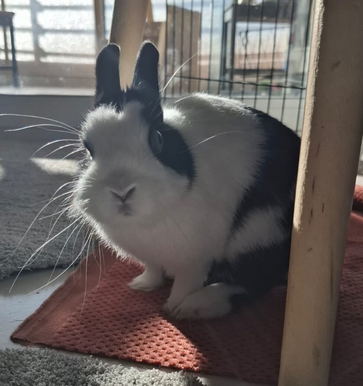 Adoption Loky