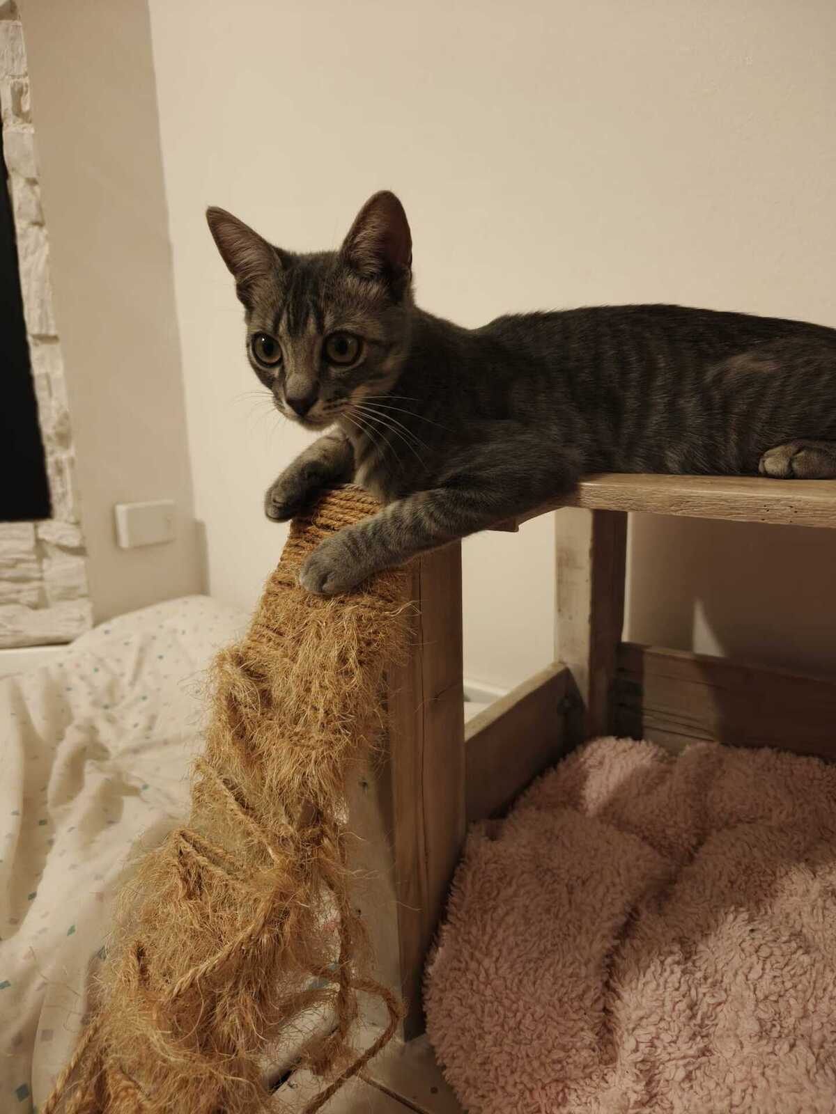 Adoption Benito
