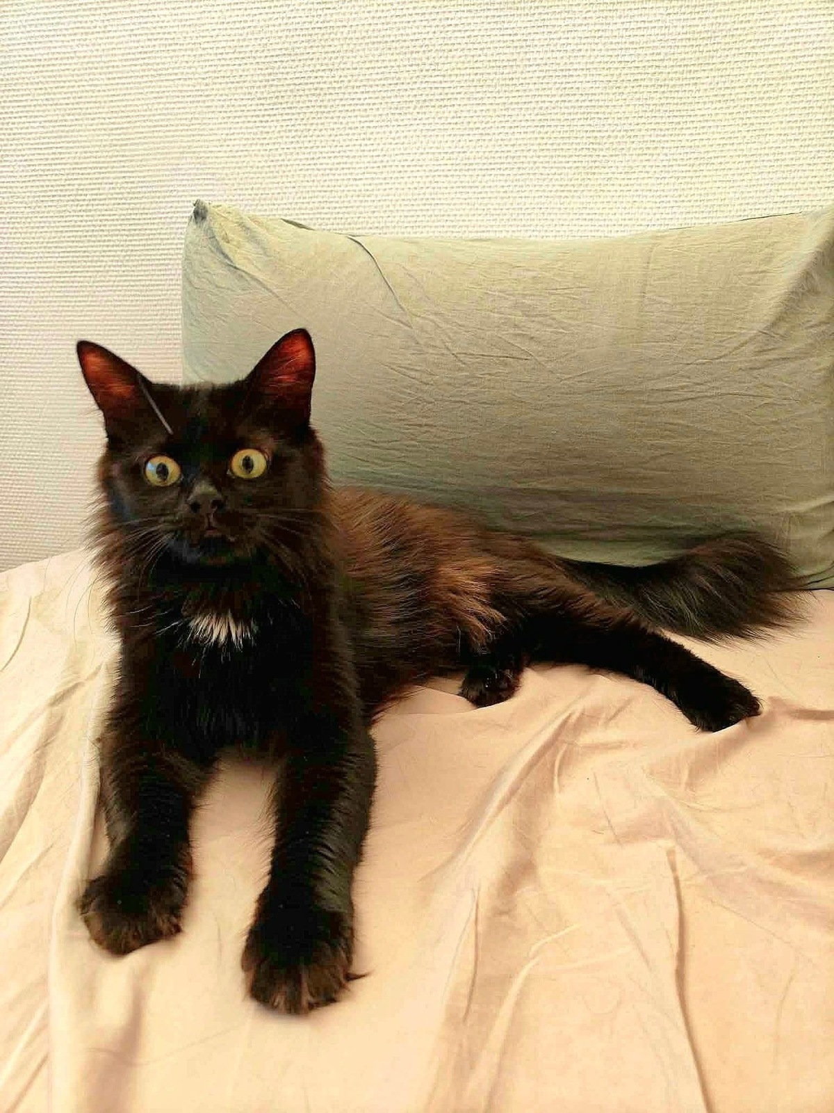 Adoption SODEBA