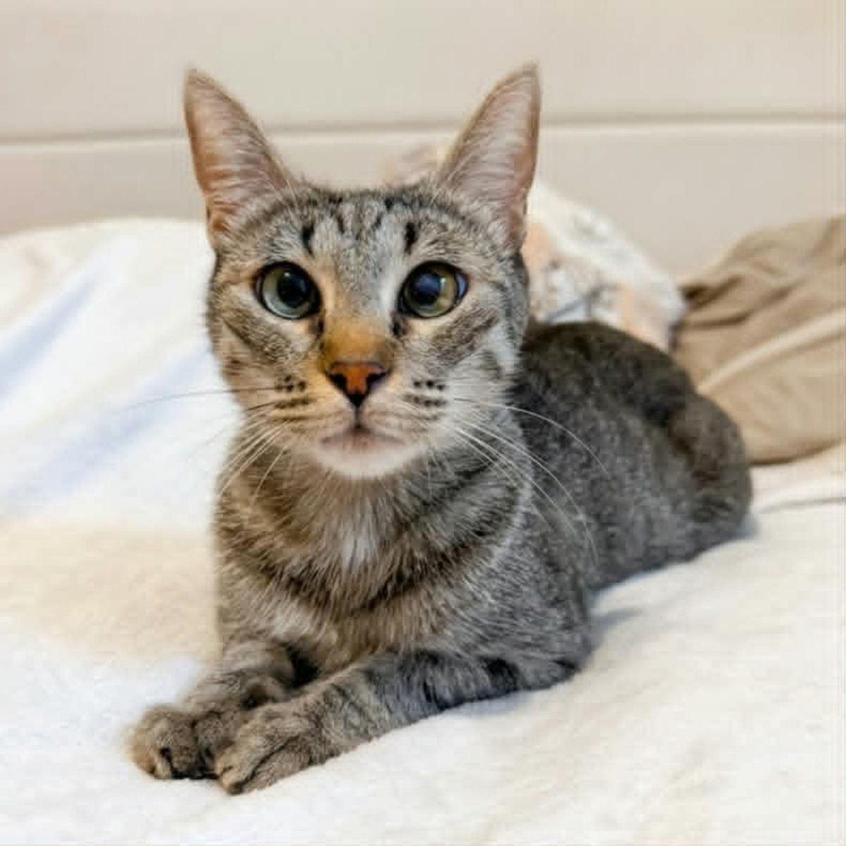 Adoption ZELYE