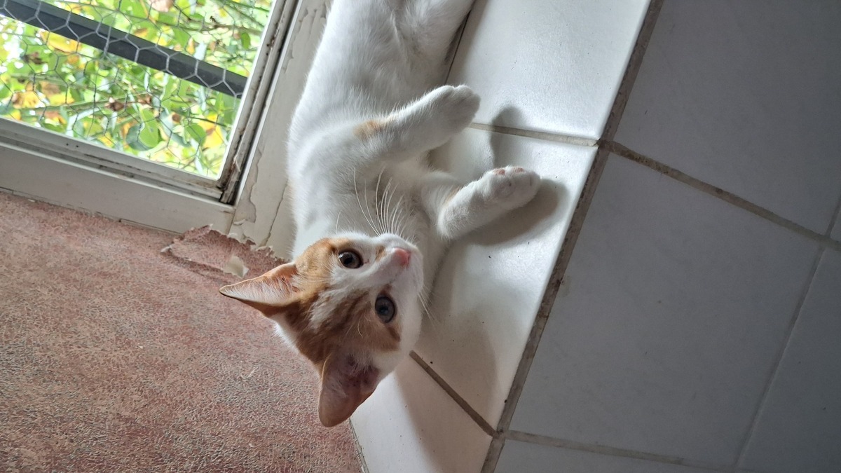 Adoption Tilia