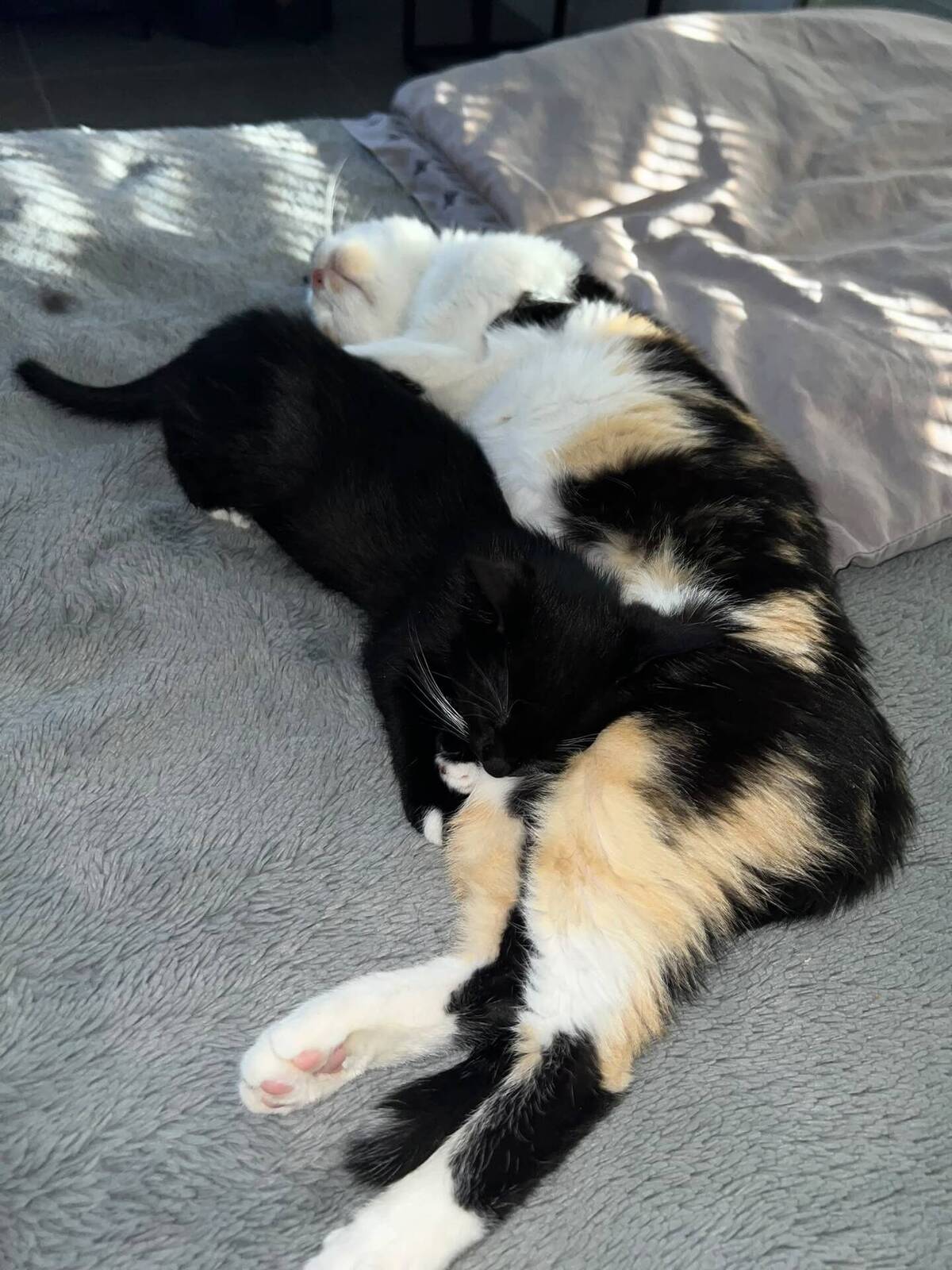 Adoption Lila