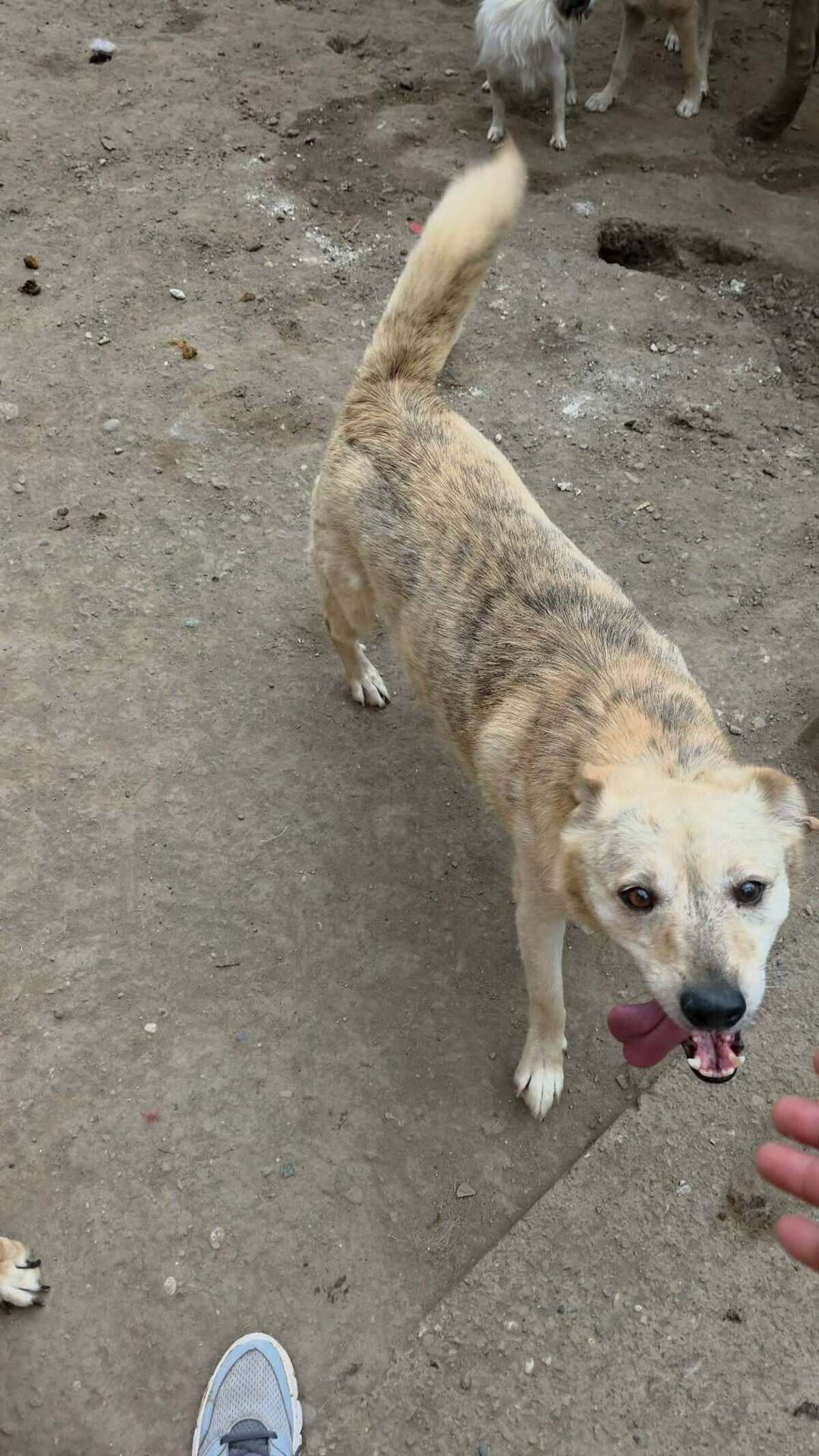 Adoption Cream