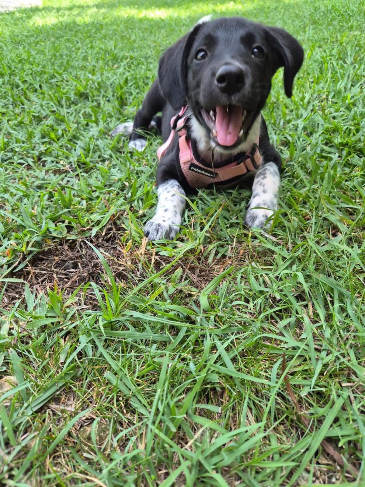 Adoption Yuka