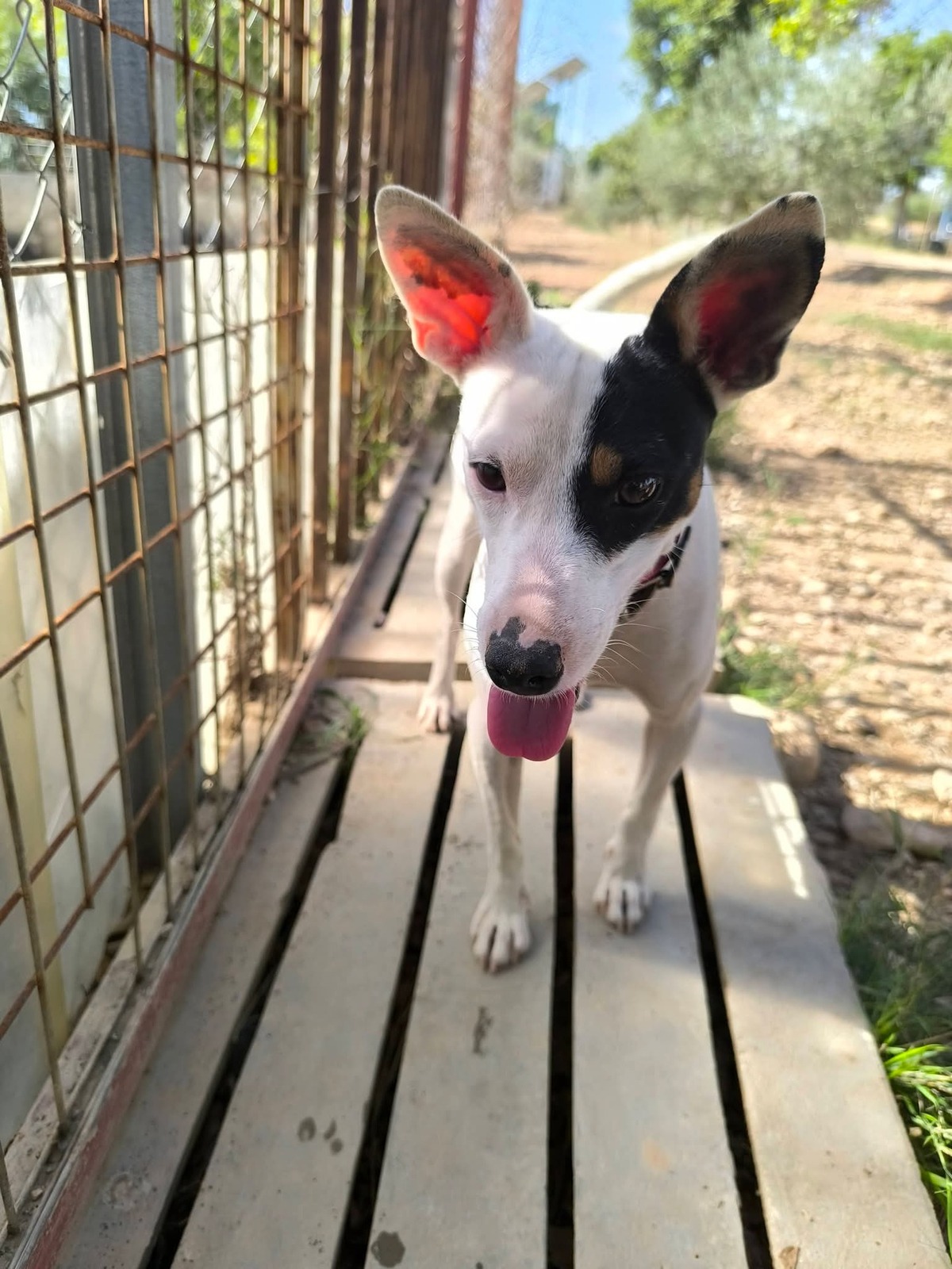 Adoption Paloma