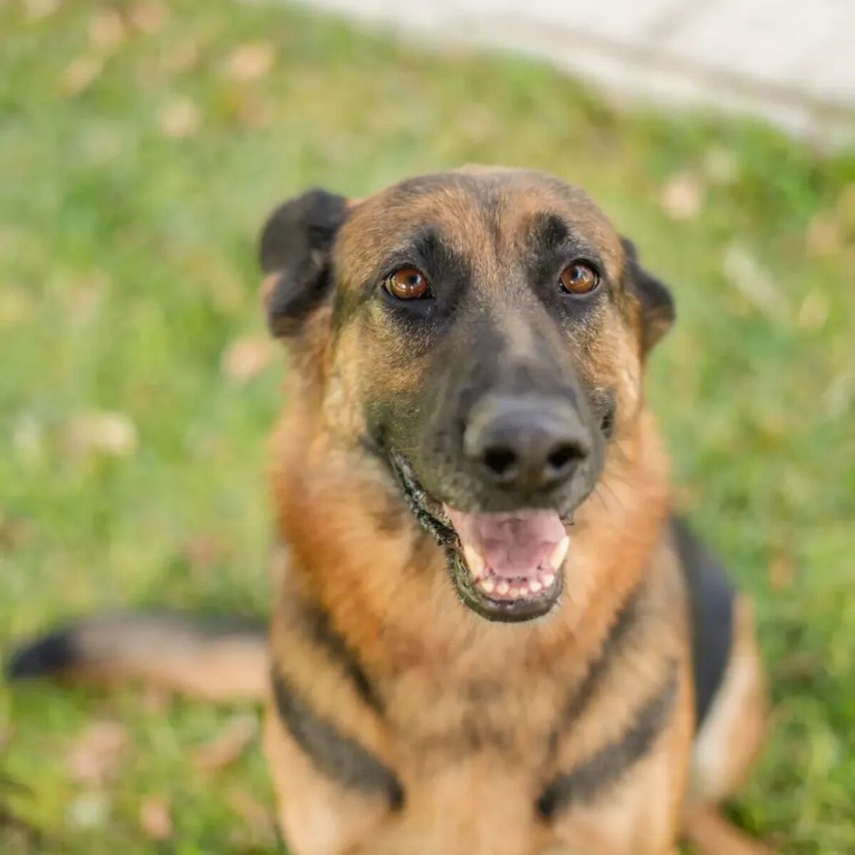 Adoption Hada