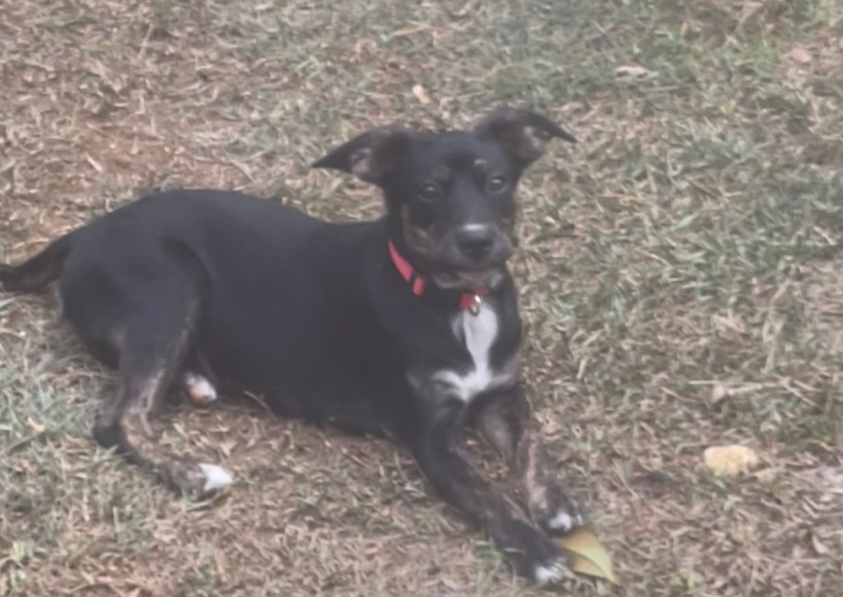 Adoption Tylia