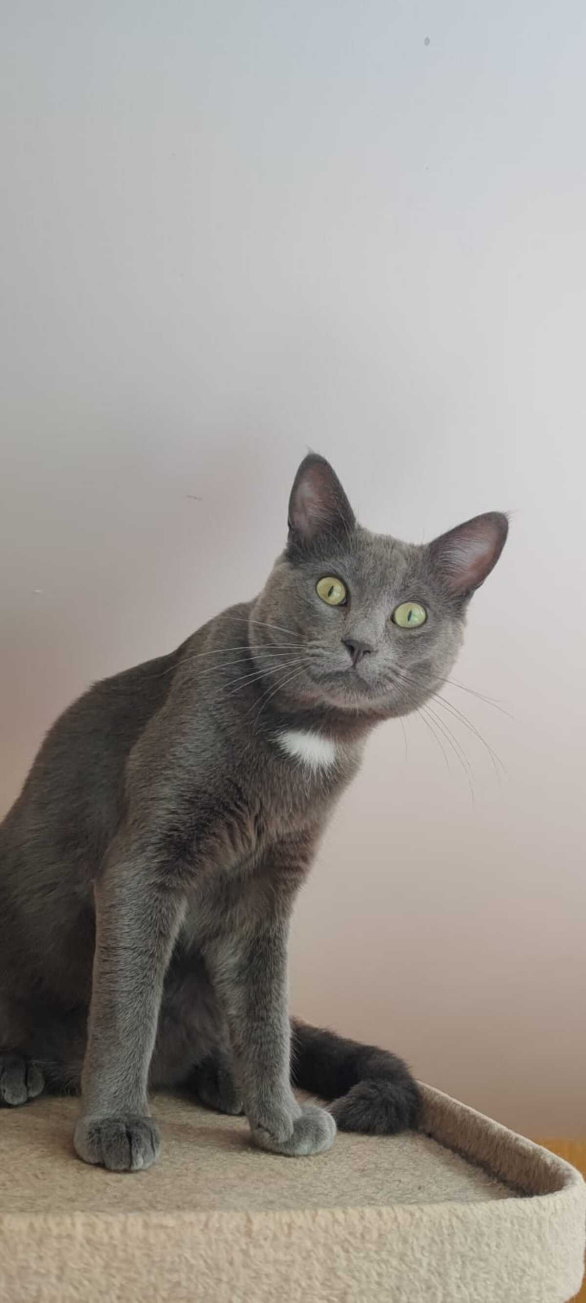Adoption Aegir 