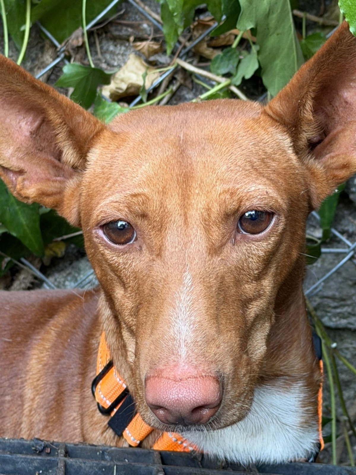 Adoption Chencho
