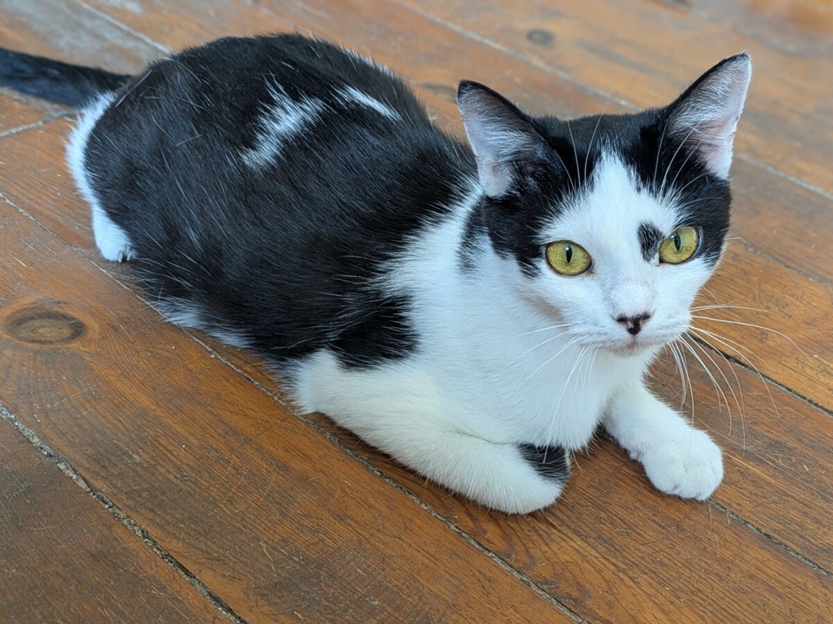 Adoption Aryna