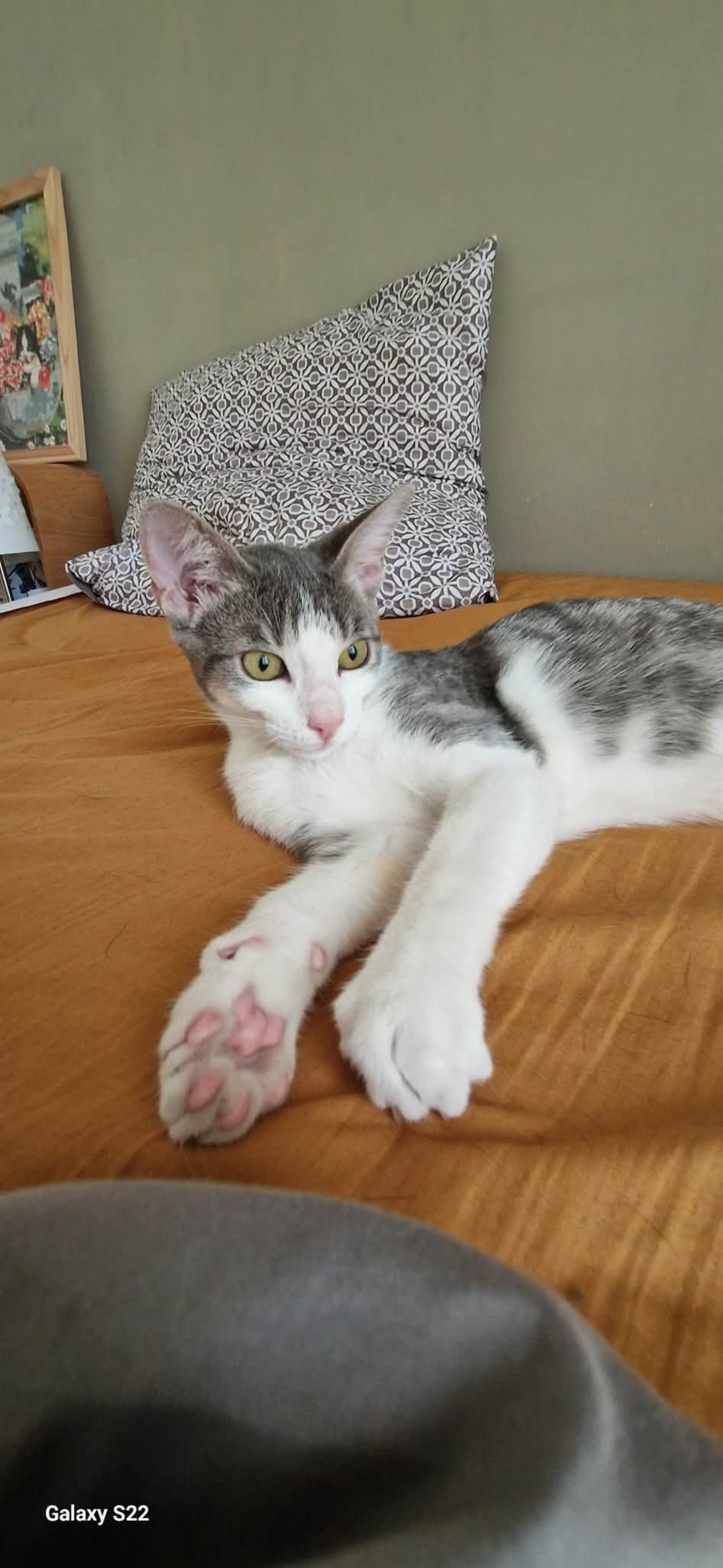 Adoption Grey et Maki