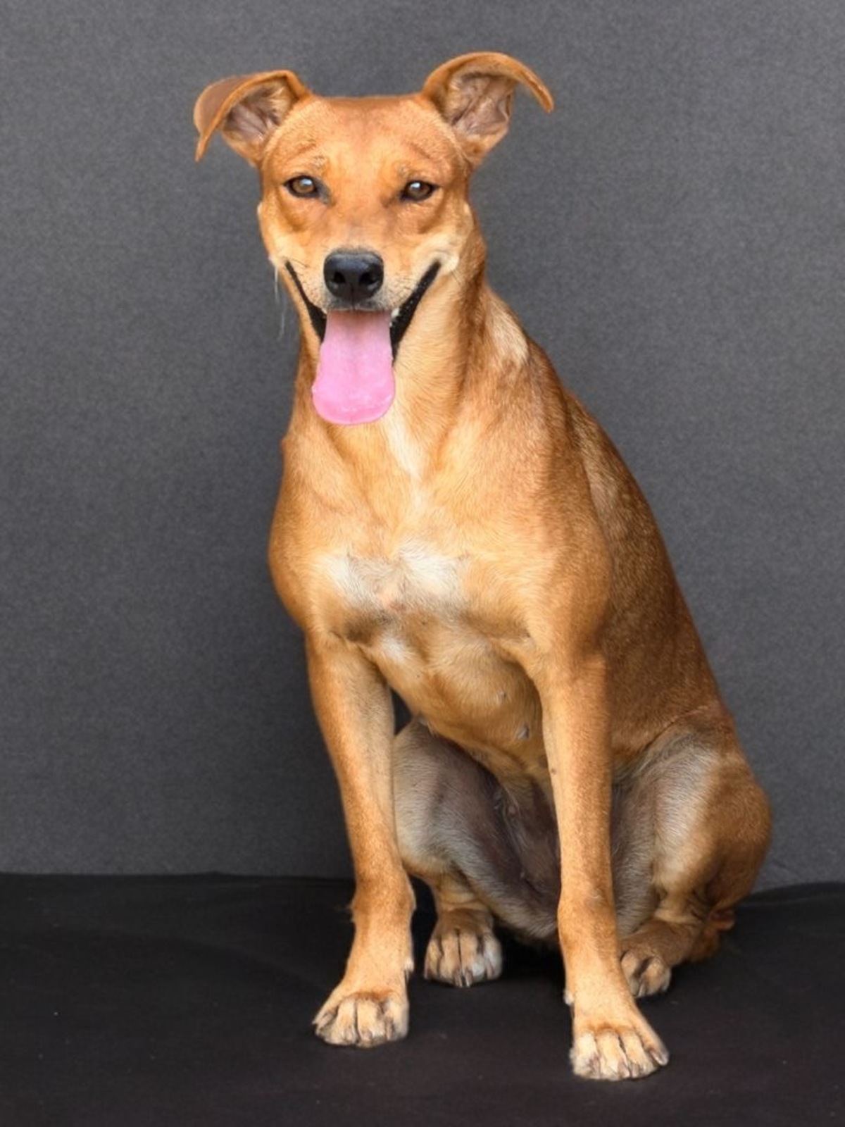 Adoption Rewa