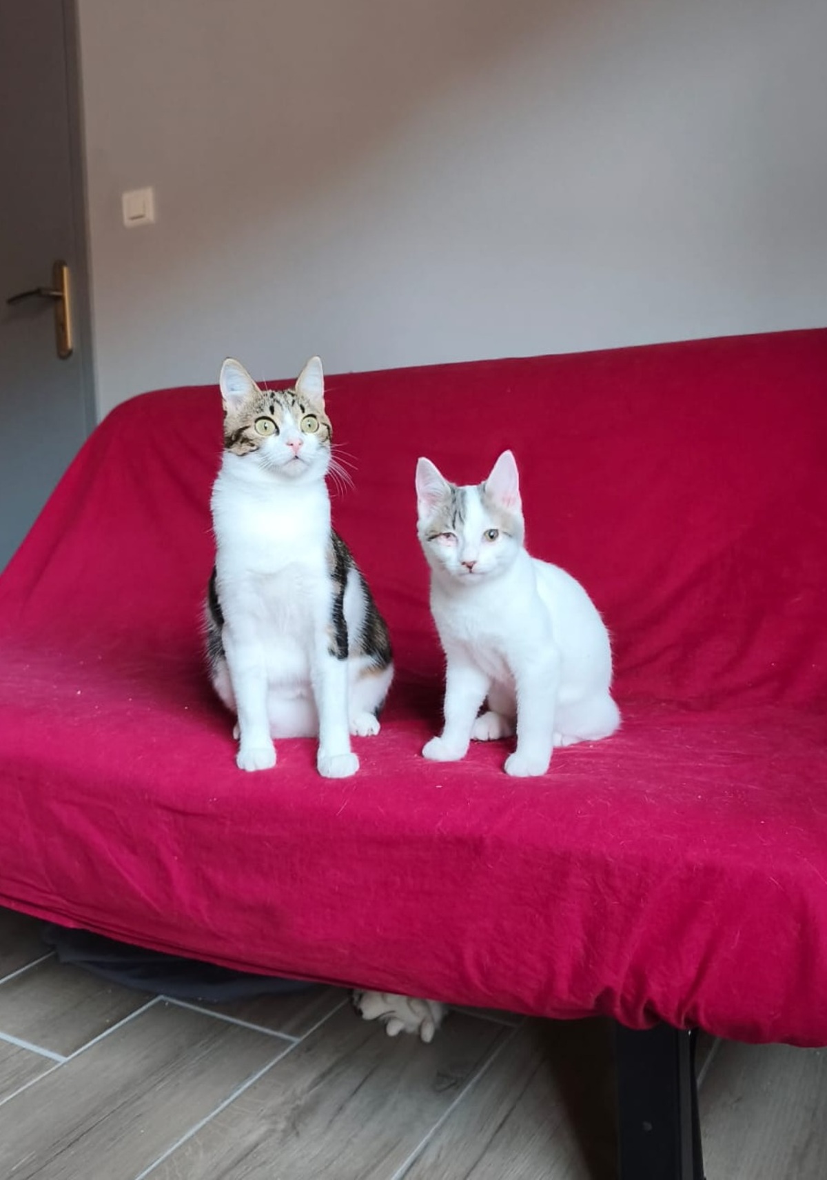 Adoption Fleur