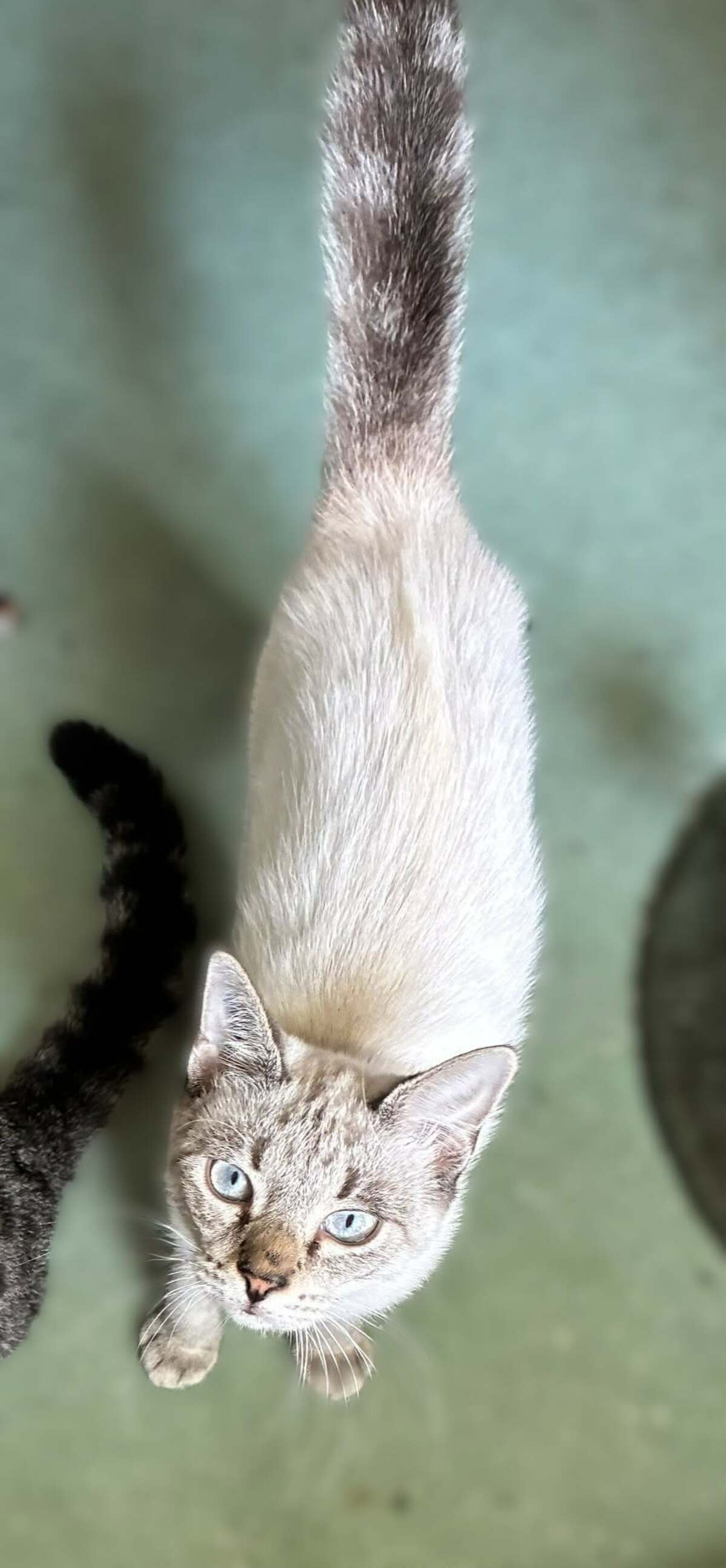 Adoption Origan