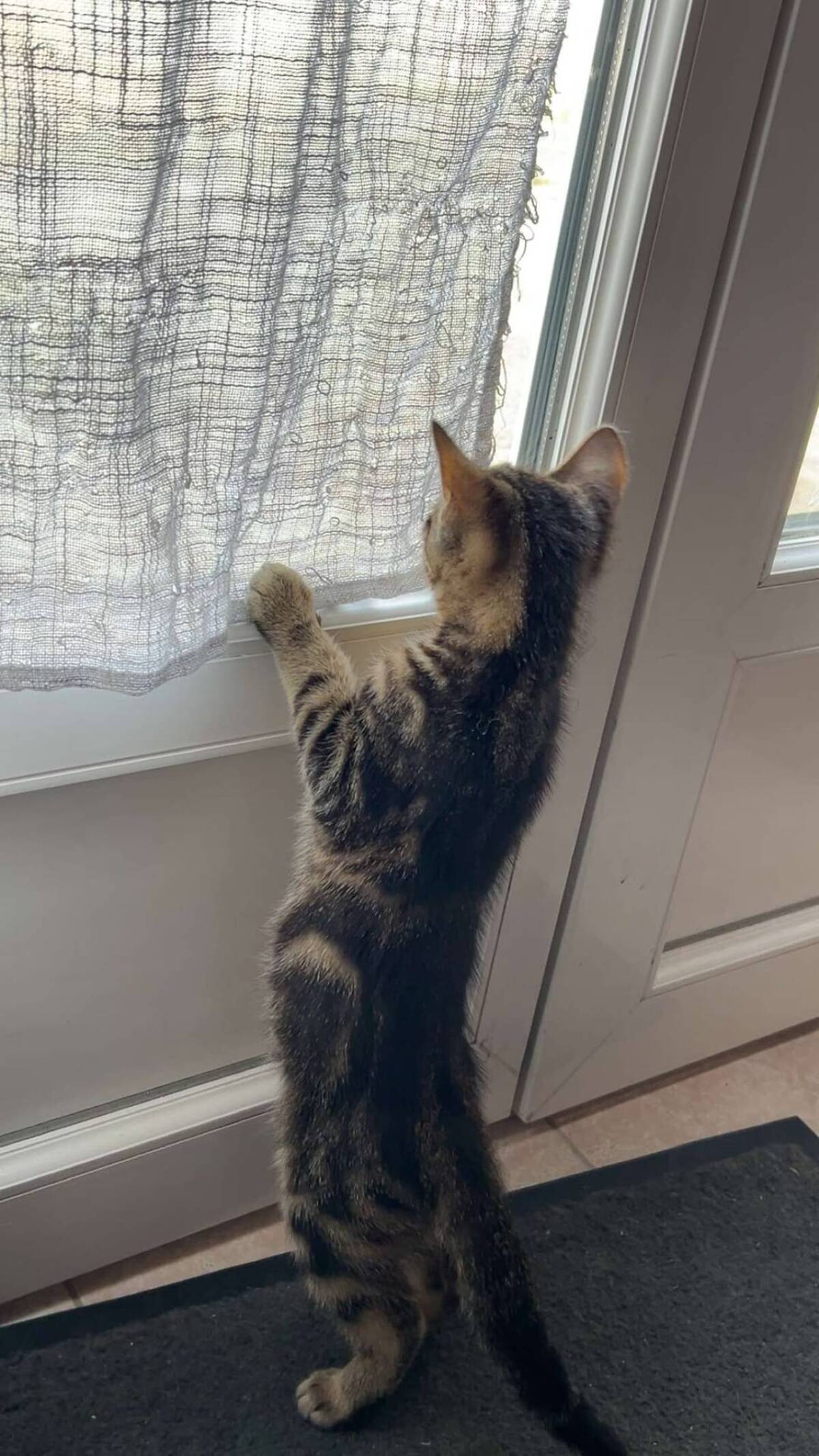 Adoption Nahia
