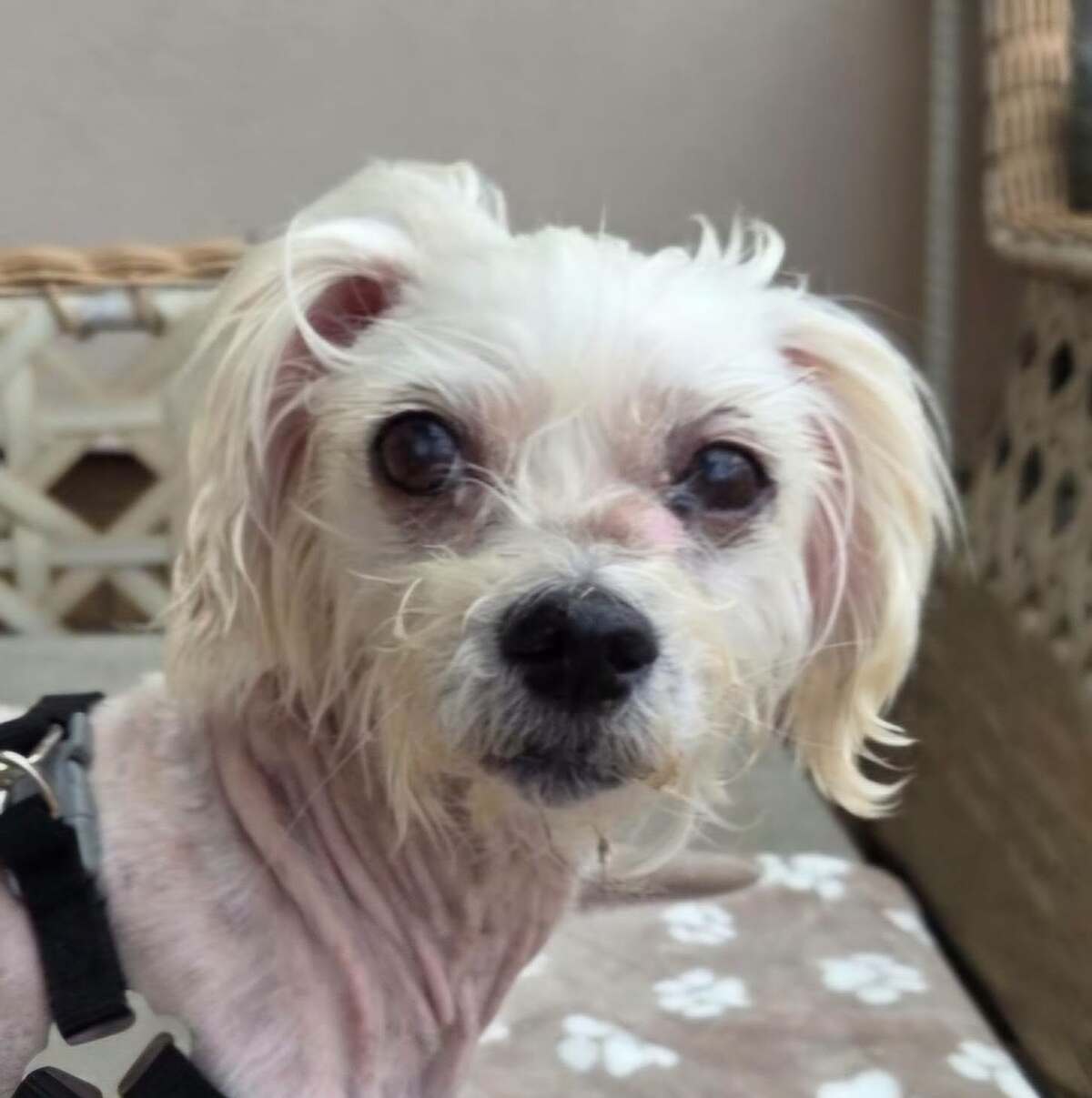 Adoption Nelly