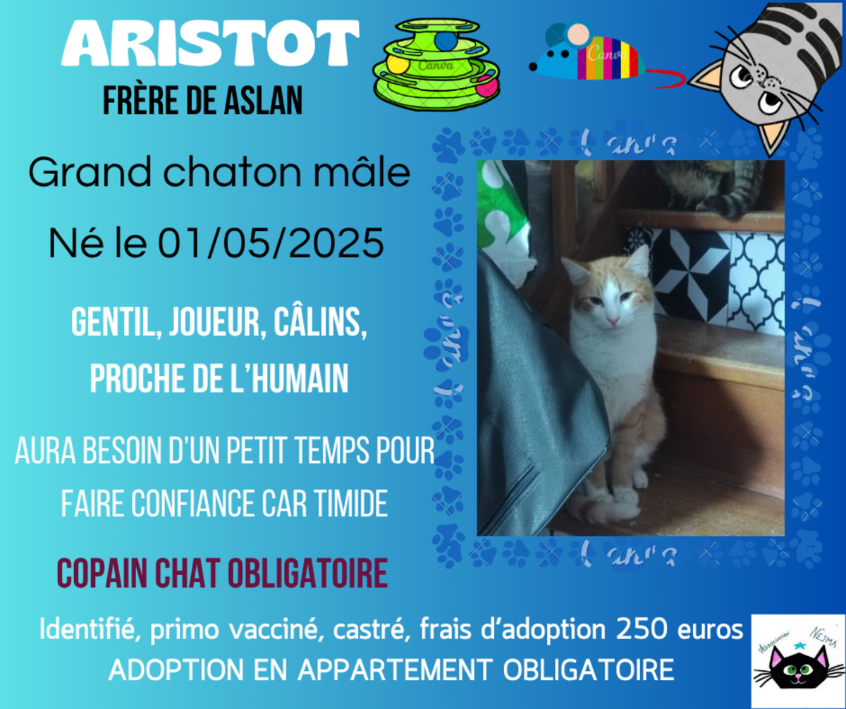 Adoption Aristot